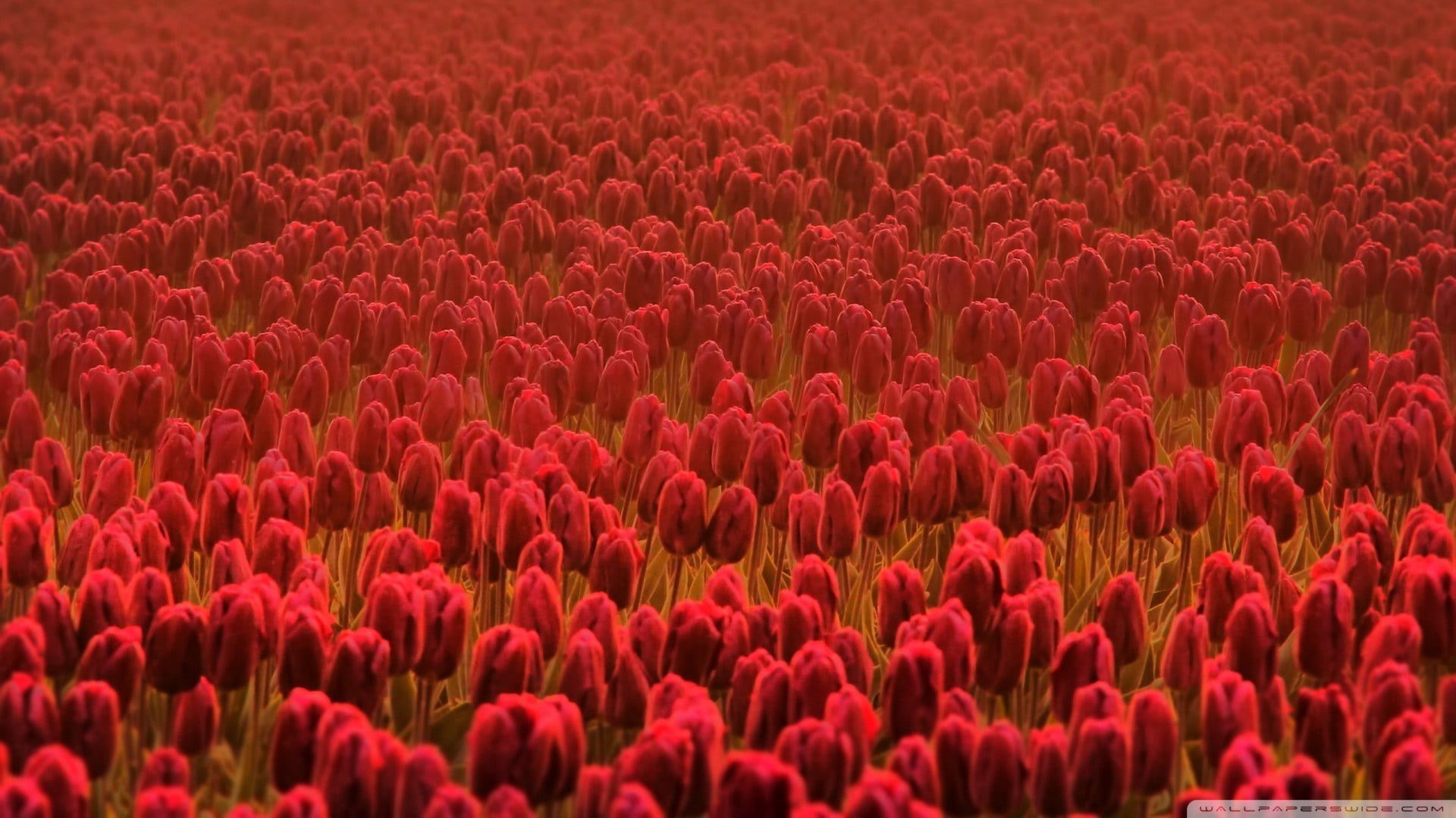 1080P, beauty in nature, full frame, land, landscape, scenics - nature, no people, flower head, red, flowers, flowering plant, tulips, backgrounds, agriculture, HD Wallpaper