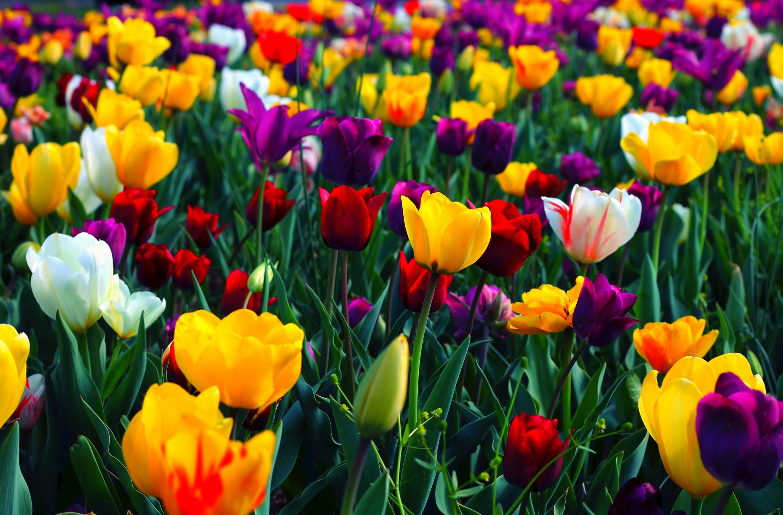 vulnerability, freshness, no people, petal, 2K, Park, plant, Yellow, close-up, Contrast, full frame, flower head, day, assorted, Purple, colorful, fragility, HD Wallpaper