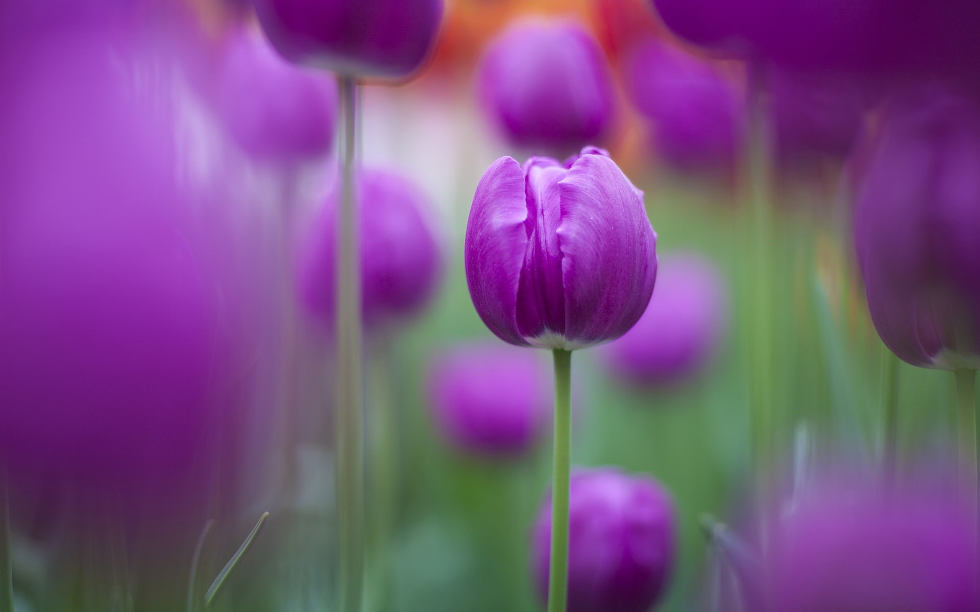 hd, purple, flowers, 1080P, tulips, HD Wallpaper