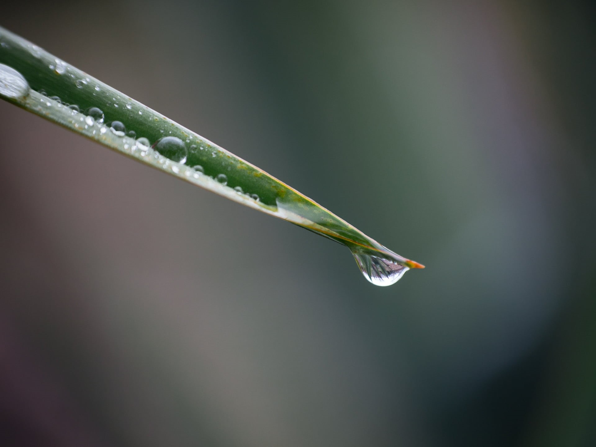 Kodak, green, close-up, summer, macro photography, M43, rain, macro, Anastigmat, nature, vintage, lens, Lumix, dew, raindrop, plant, 1080P, Micro 4/3, HD Wallpaper
