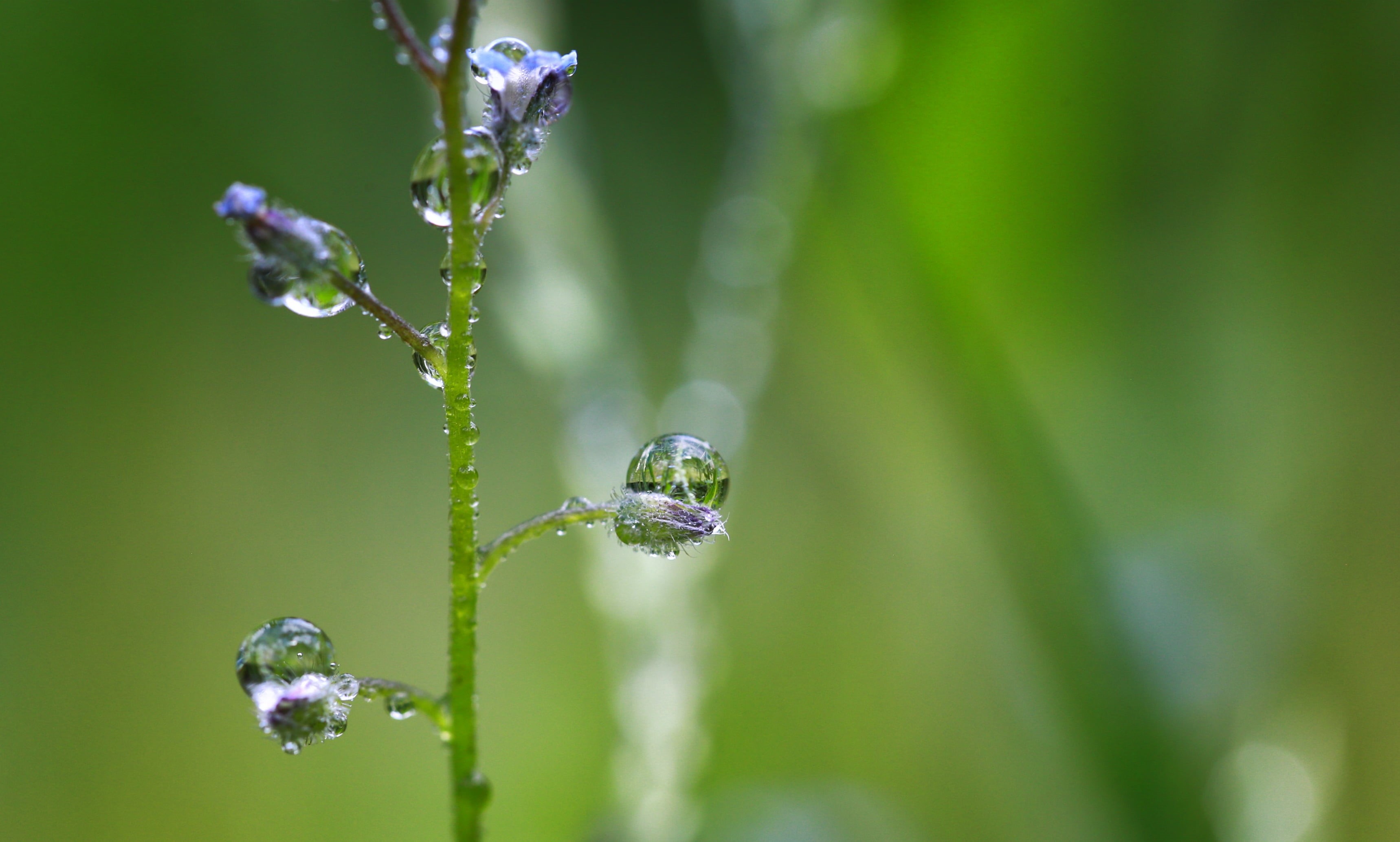 raindrop, water, drops, liquid, bokeh, 2K, environment, Blume, forget me not, green Color, photography, morning, grass, leaf, dew, Canon EF, Wiese, plant, HD Wallpaper