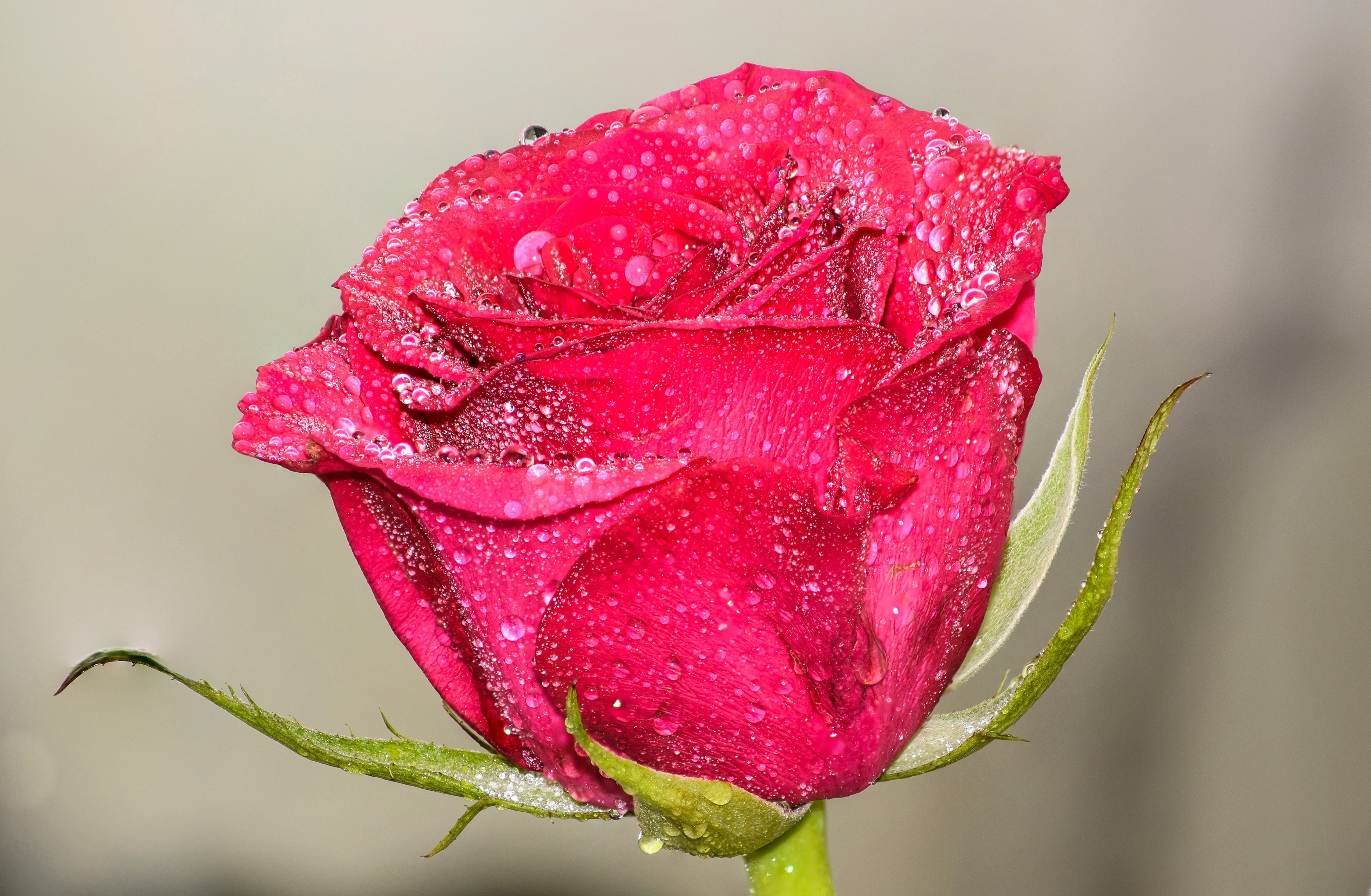 details, harmony, macro photography, Artistic, dewdrop, close-up, fresh flower, season, photography, plant, morning, lands, magnification, garden flowers, HD Wallpaper