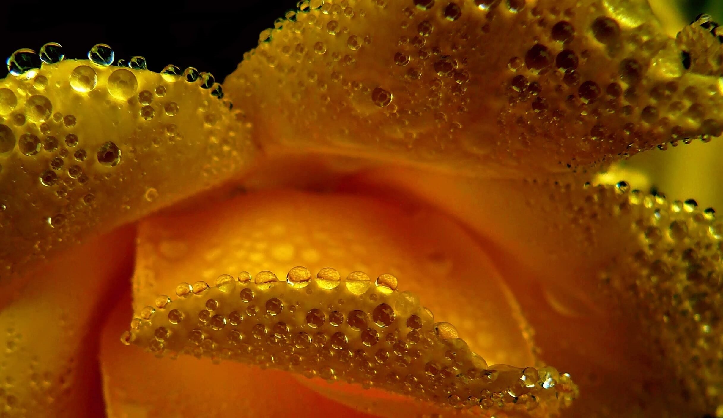 dewdrop, no people, freshness, photography, drop of water, non-alcoholic beverage, drop, light, wellbeing, indoors, plant, rosenblatt, flowers, rain, close up, HD Wallpaper