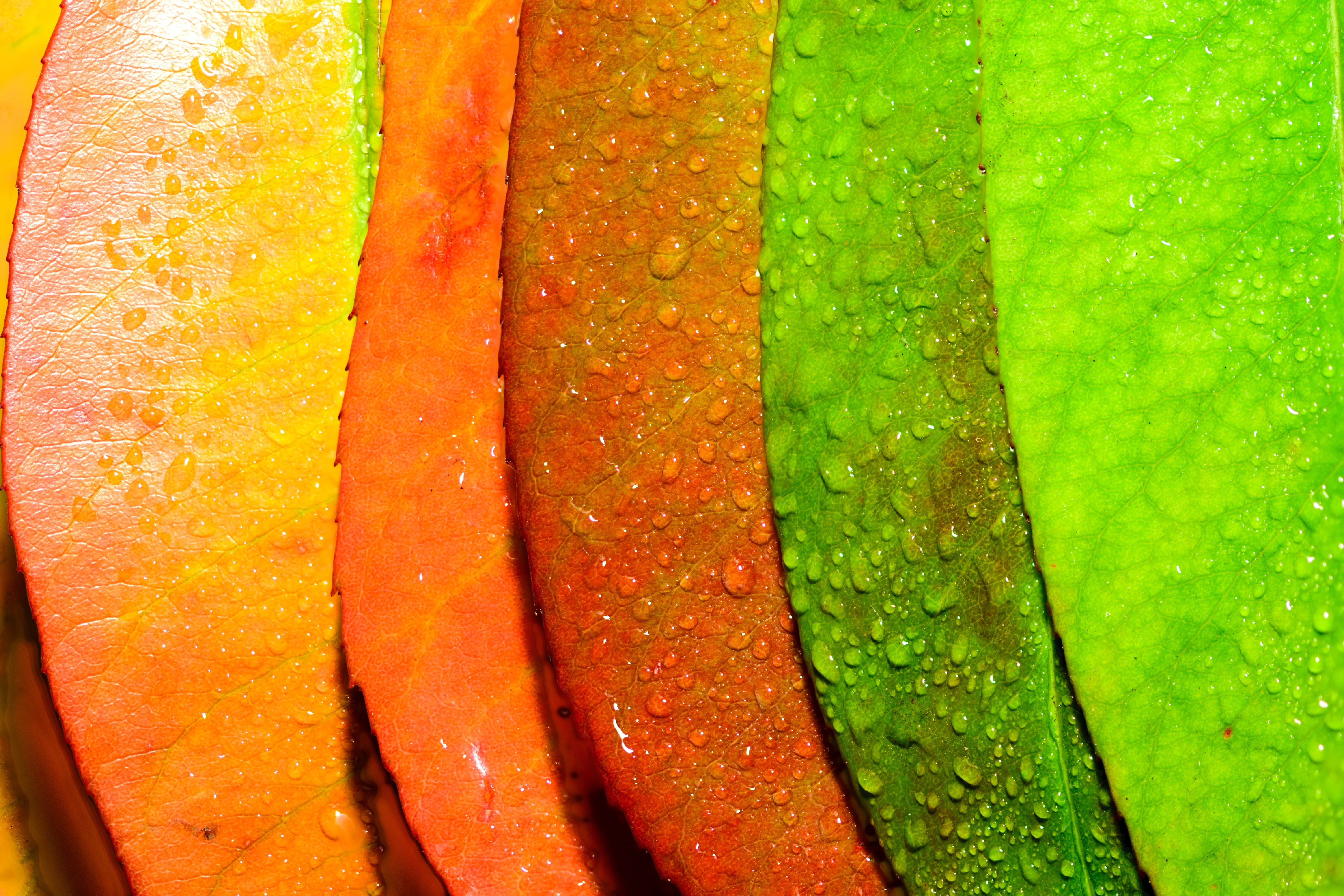 Abstract, england, foliage, flora, morning, healthy eating, macro, Artistic, Arty, vibrant, leaf, food, closeup, still life, slice, green color, dom, close, HD Wallpaper