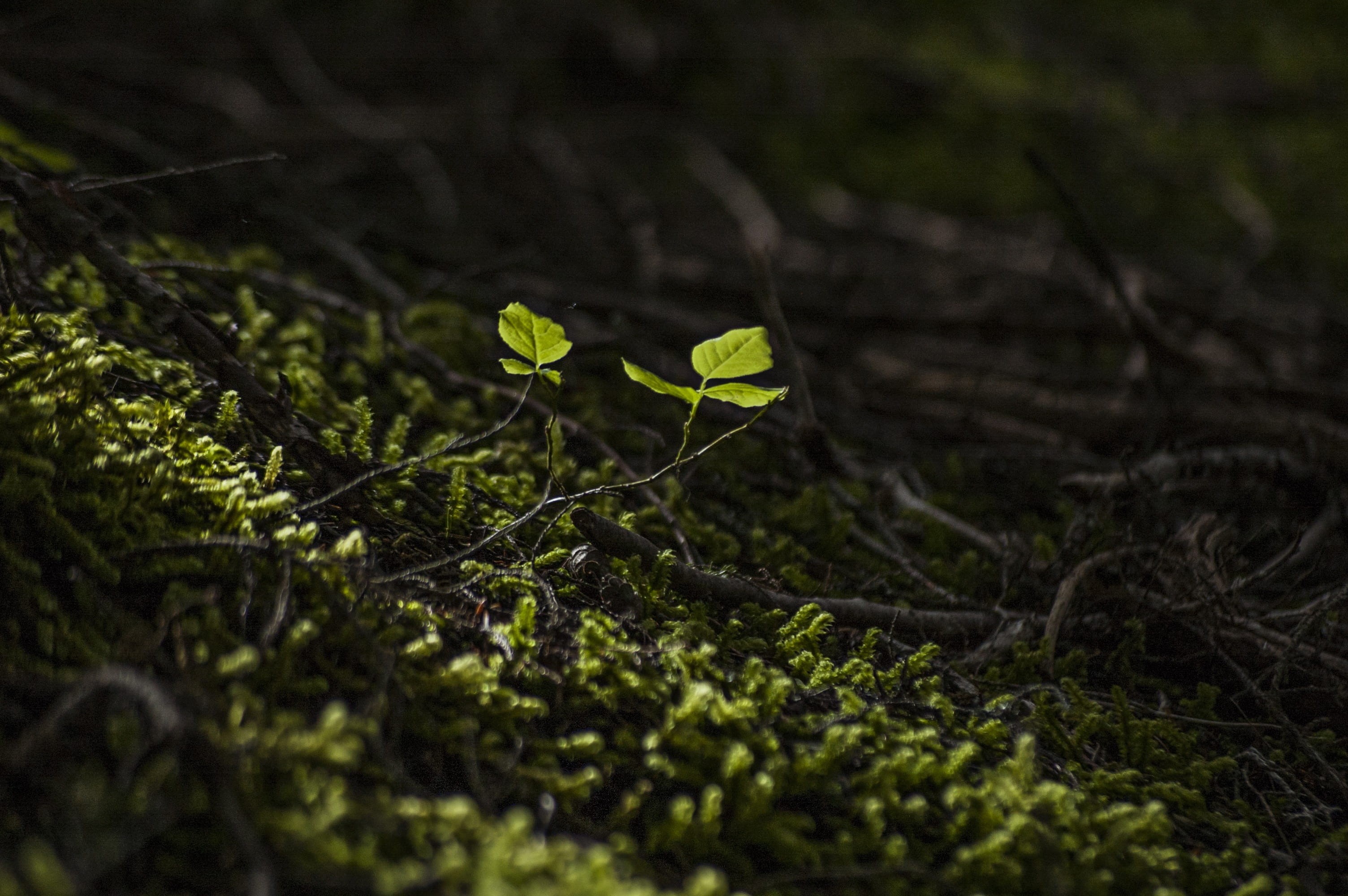 day, flower, beauty in nature, eco, spring break, tree, grass, meditation, plant part, liquid, land, 2K, field, vulnerability, selective focus, fragility, HD Wallpaper