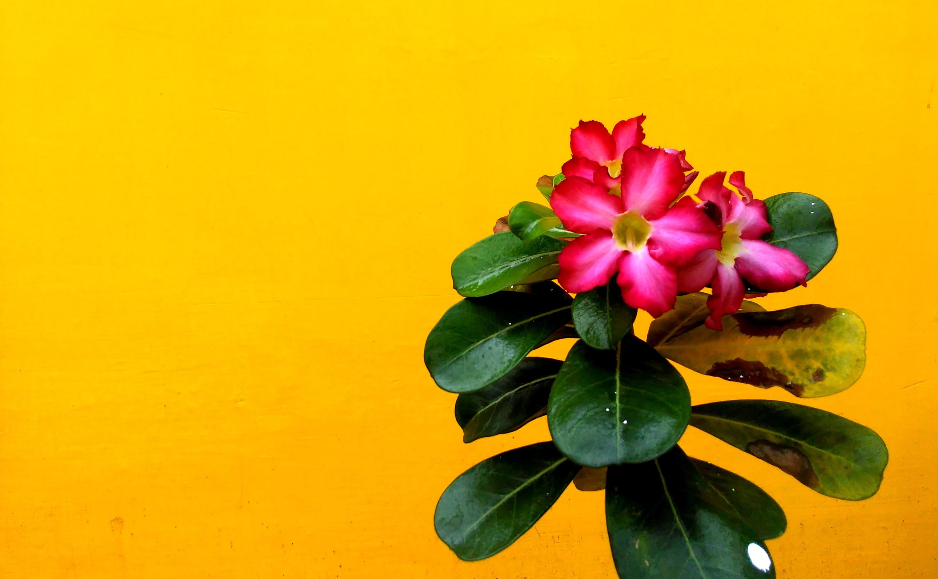 ecology, colorful, decoration, pink color, outdoors, colored background, morning, season, flora, field, Rose, botanical, macro, livestock, plant, verdure, HD Wallpaper