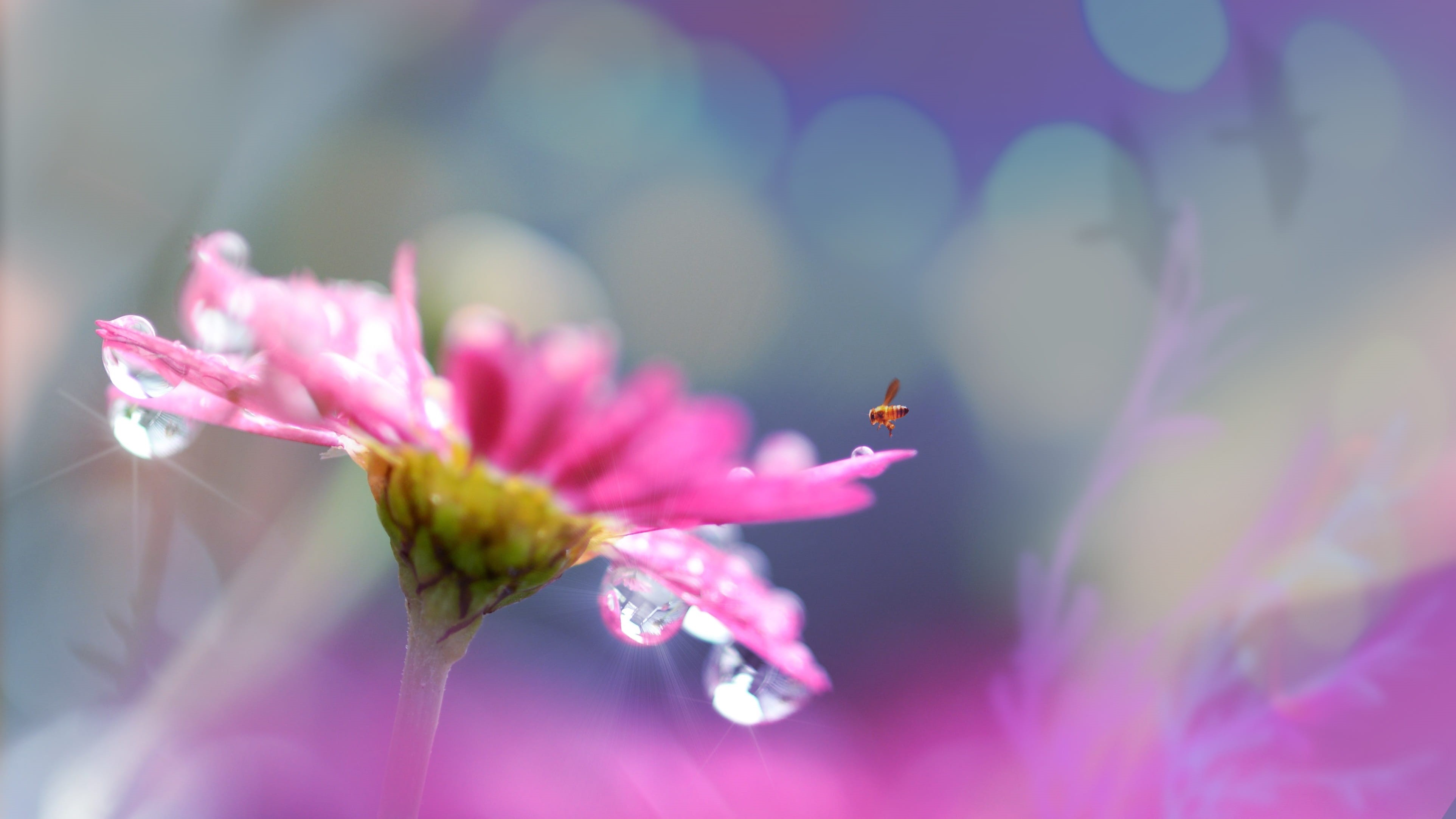 mauve, sprinkle, shower, fragility, flower, bright, purple, animal wildlife, flower head, landscape, soft, beauty in nature, insect, garden, colorful, water drops, HD Wallpaper