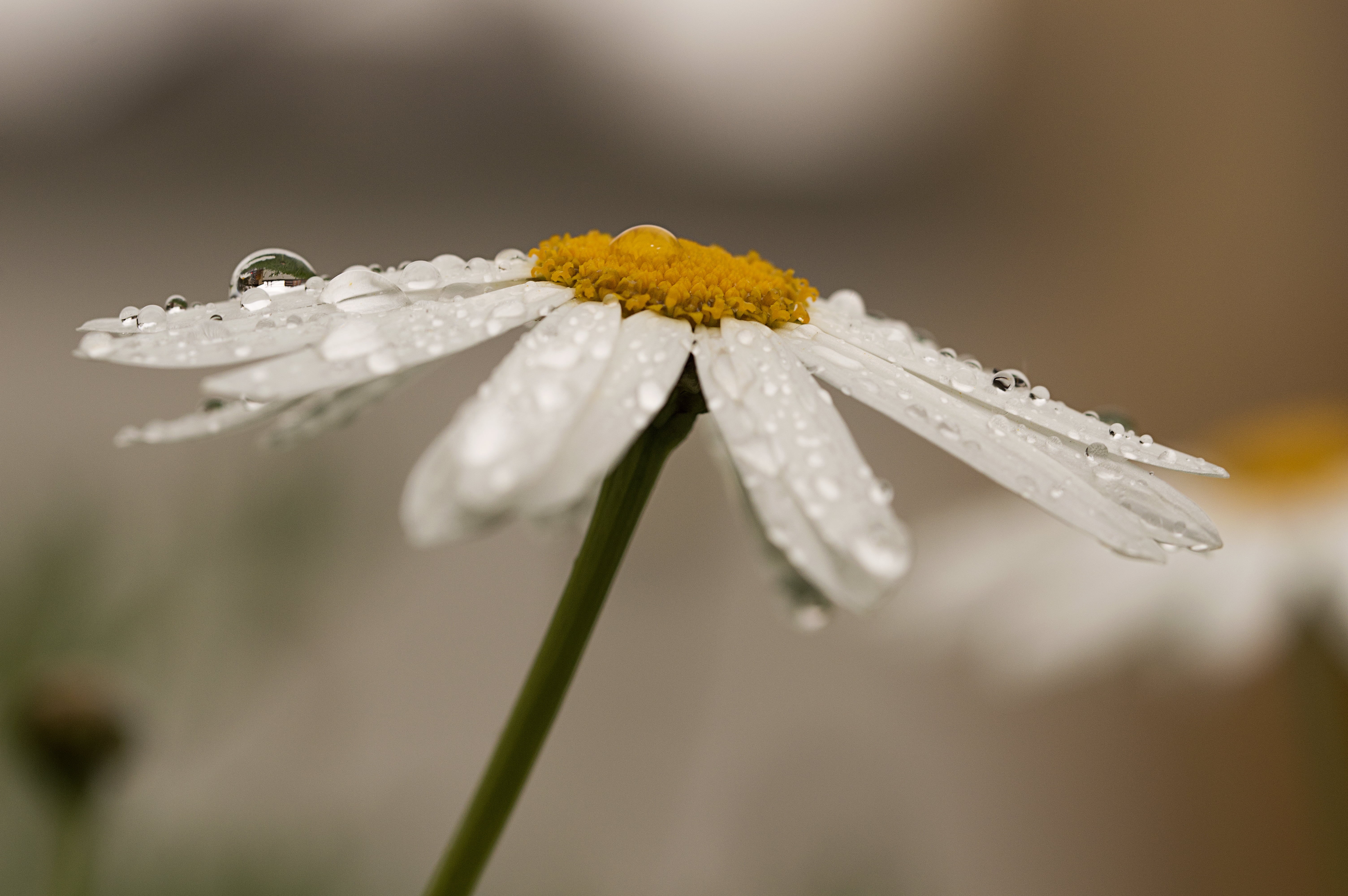 90mm, 5K, fotografía, season, focus, Tamron, photo, beauty In Nature, macro, downpour, petal, water, agua, plant, close, dew, springtime, daisy, nikon d3200, HD Wallpaper