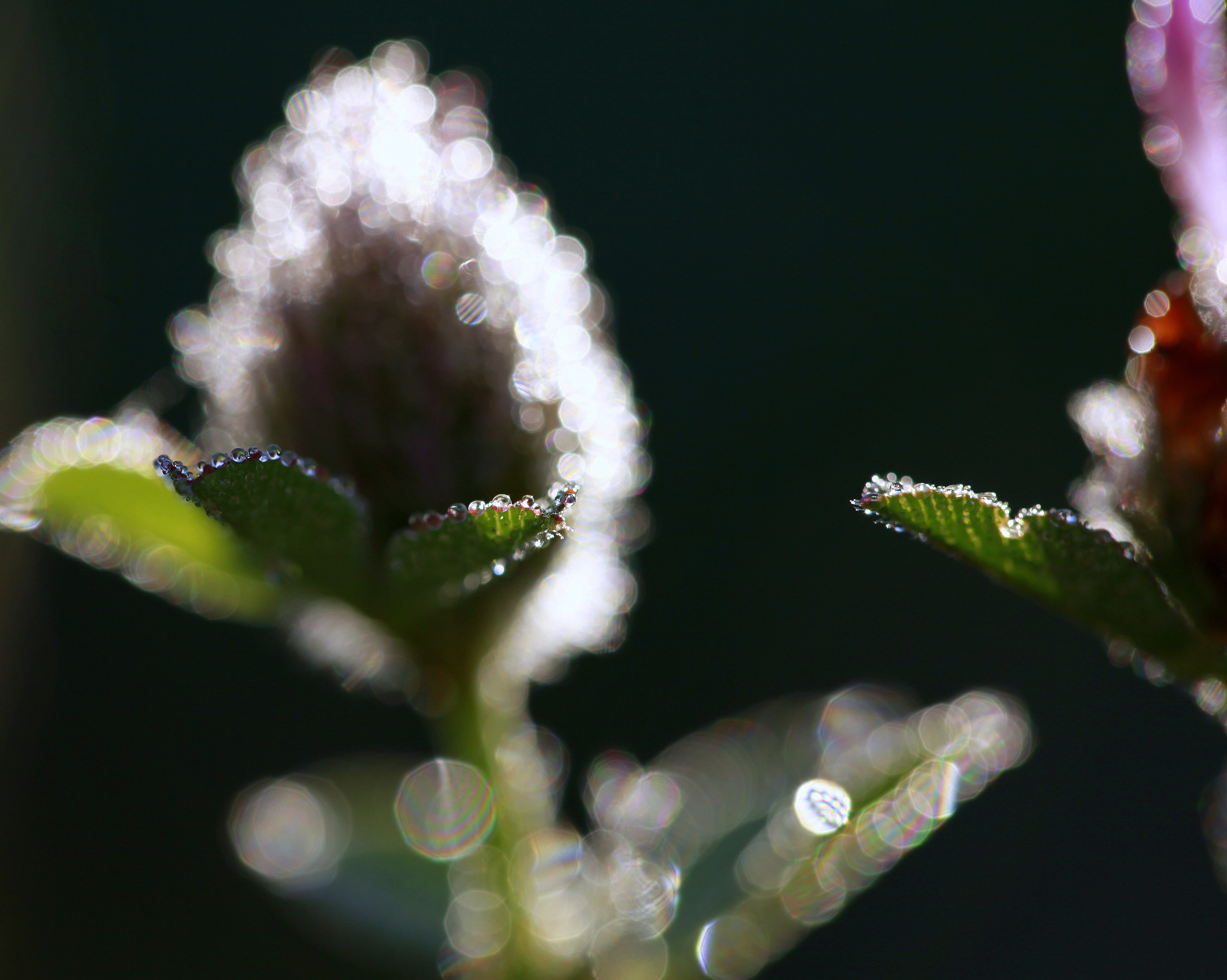 droplets, weeds, autumnal, shadows, wet, macro, flowers, water, nature, stem, 4K, focus, photography, sunlit, translucent, droplet, distortion, clover, HD Wallpaper