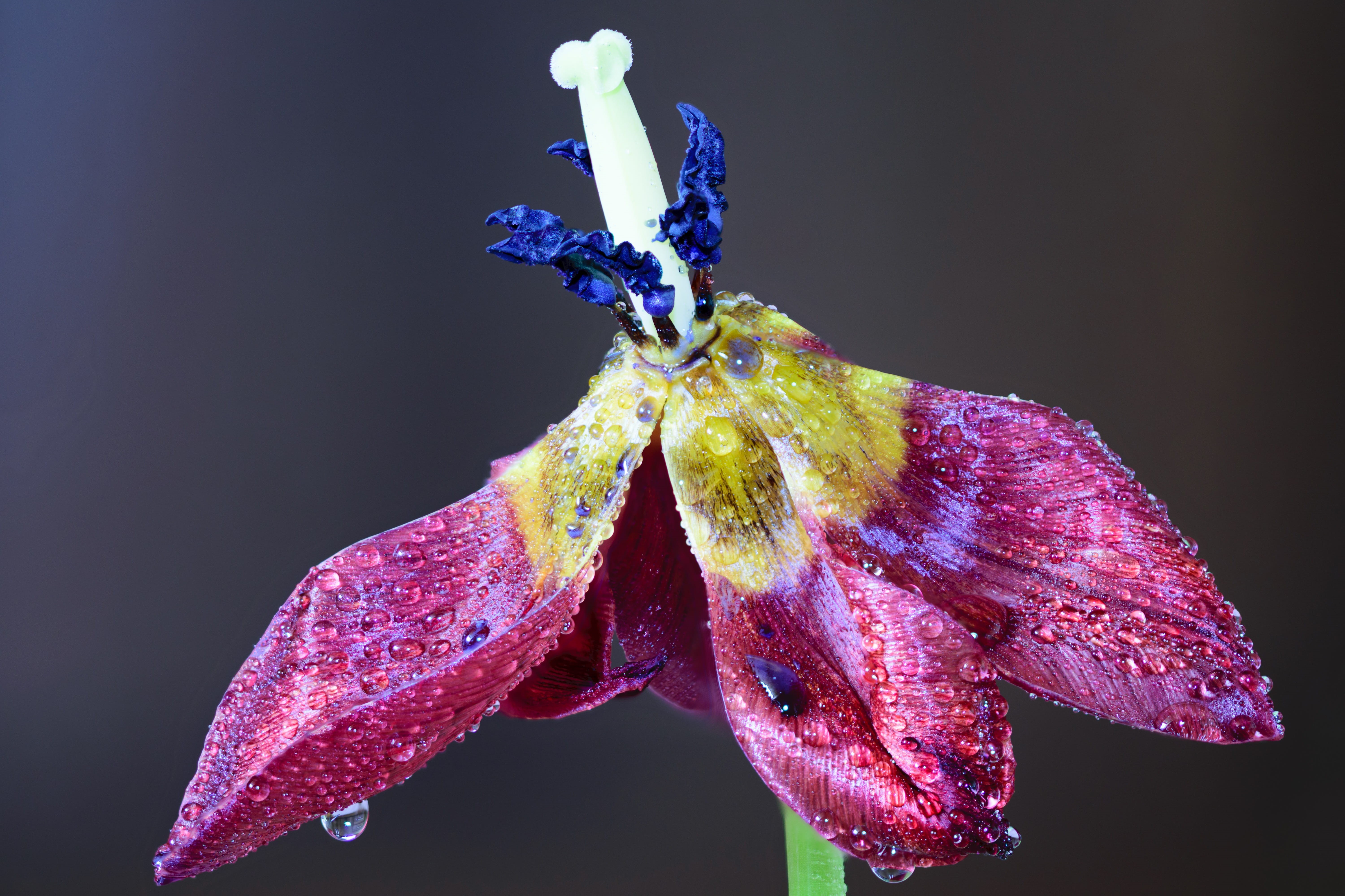 Artistic, insect, 5K, petal, drop, plant, delicate, close, purple, one animal, biology, raindrop, details, natural, vulnerability, blooming, summer, light, HD Wallpaper