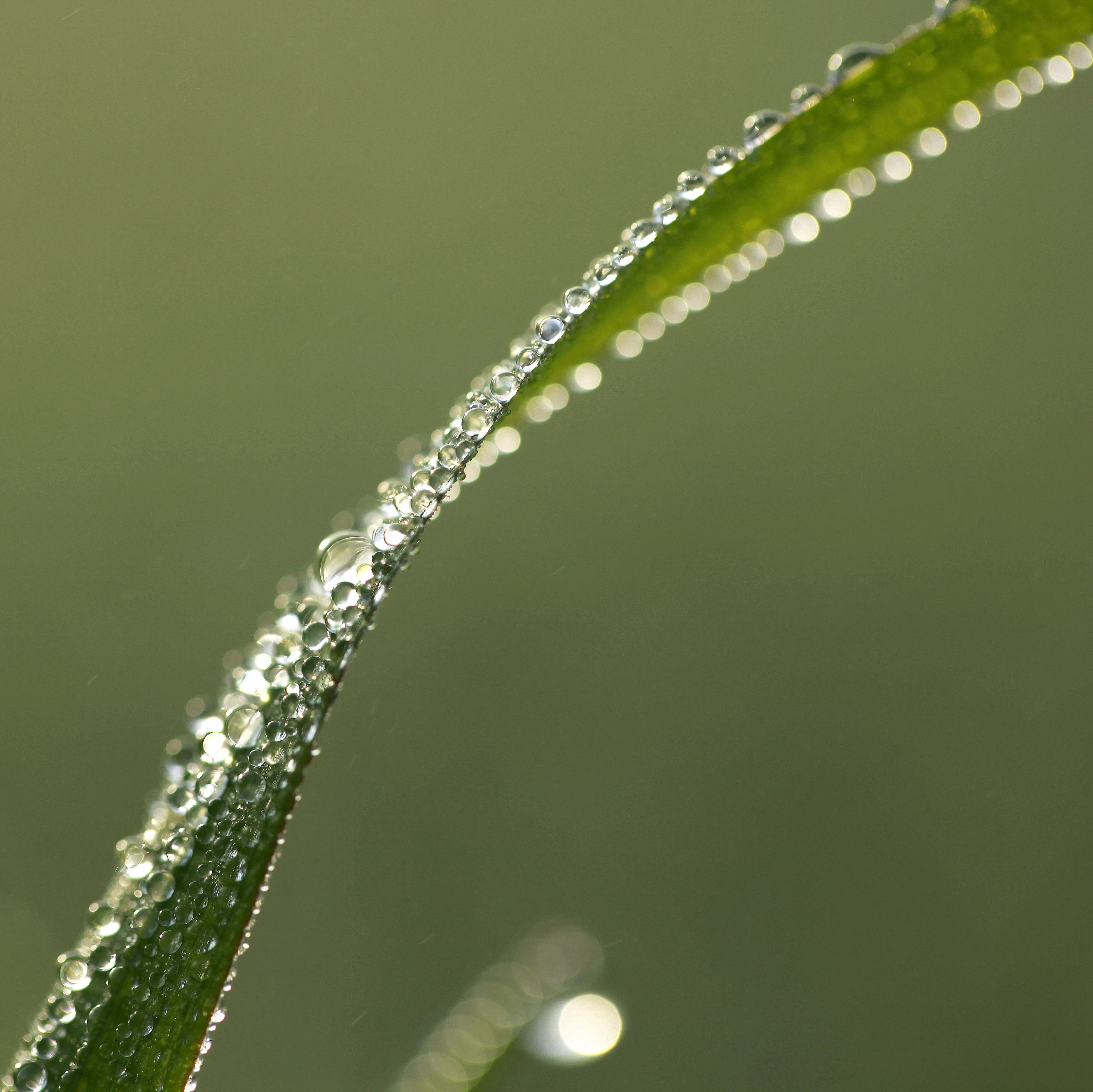 rain, grass, sphere, liquid, droplet, delicate, leave, nature, on leave, macro, twist, deliquescence, green Color, light, freshness, sunlit, water, distortion, HD Wallpaper