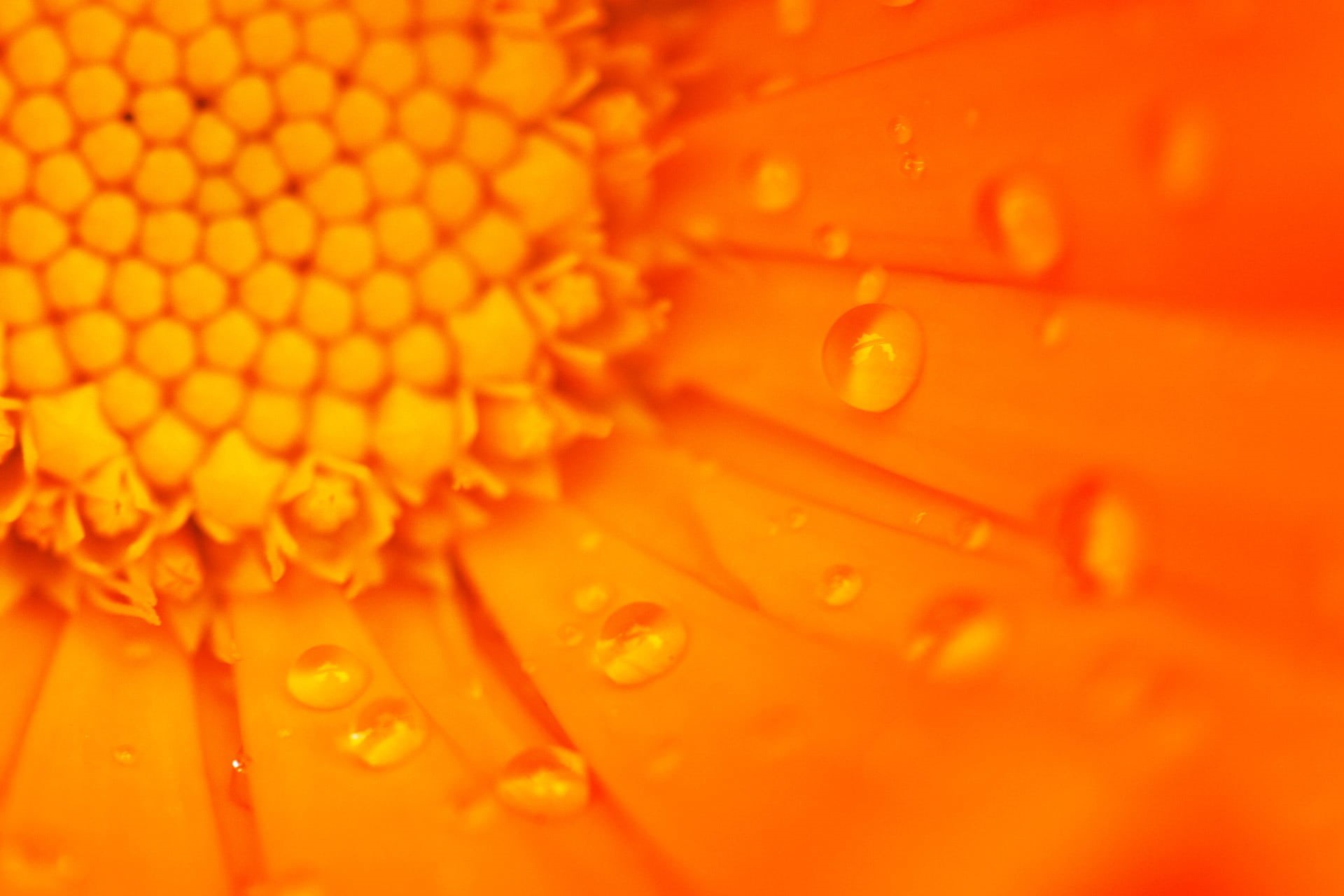 detail, research, wet, food and drink, freshness, water, ripe, flowering plant, nature, indoors, bright, flower, healthy eating, spring, daisy, bloom, beautiful, HD Wallpaper