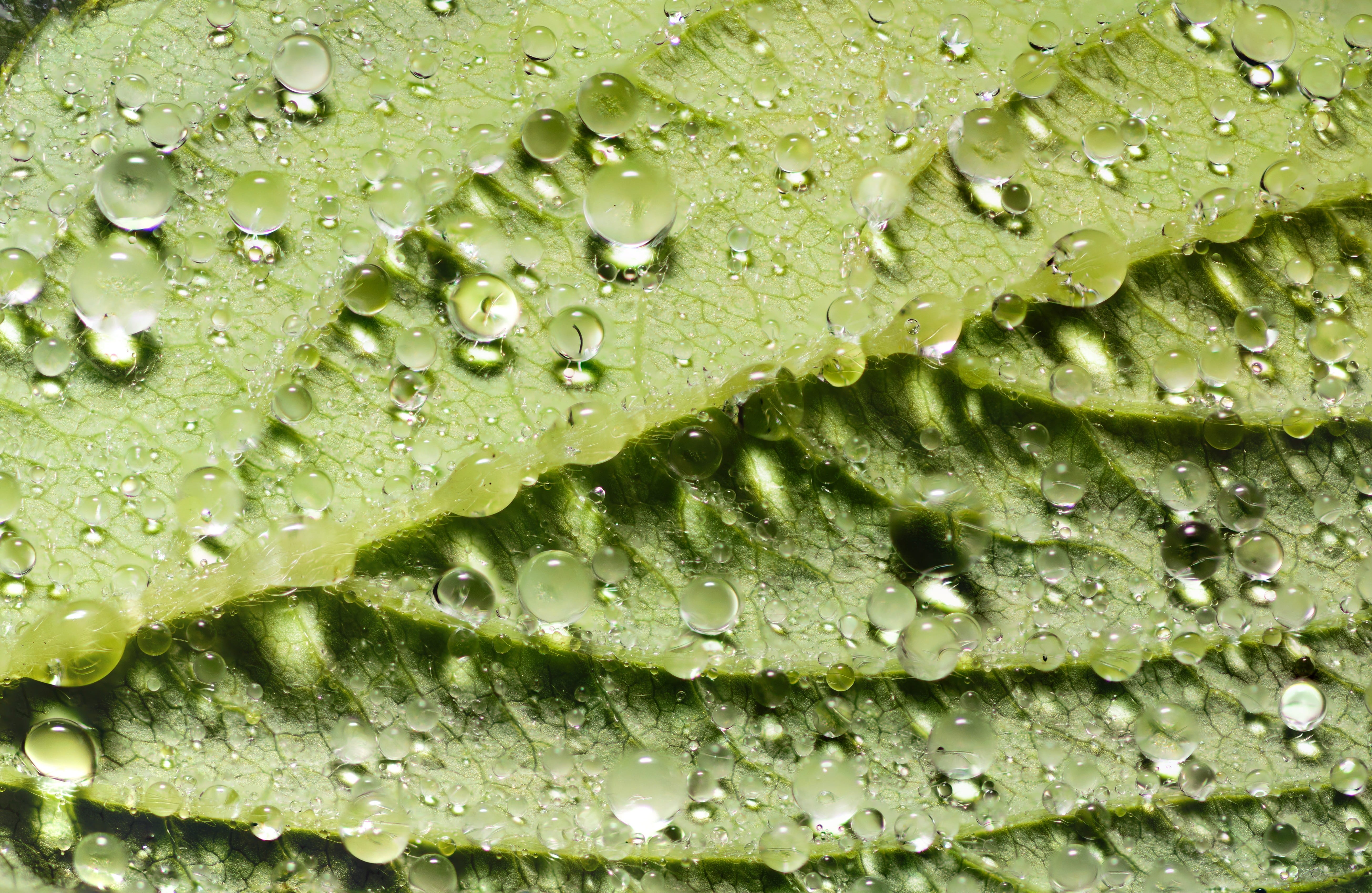 abstract, green color, kingdom, details, horticultural, Autumn, britain, focus, no people, light, hardy, bush, rain, cotswolds, day, raindrop, drop, forestry, HD Wallpaper