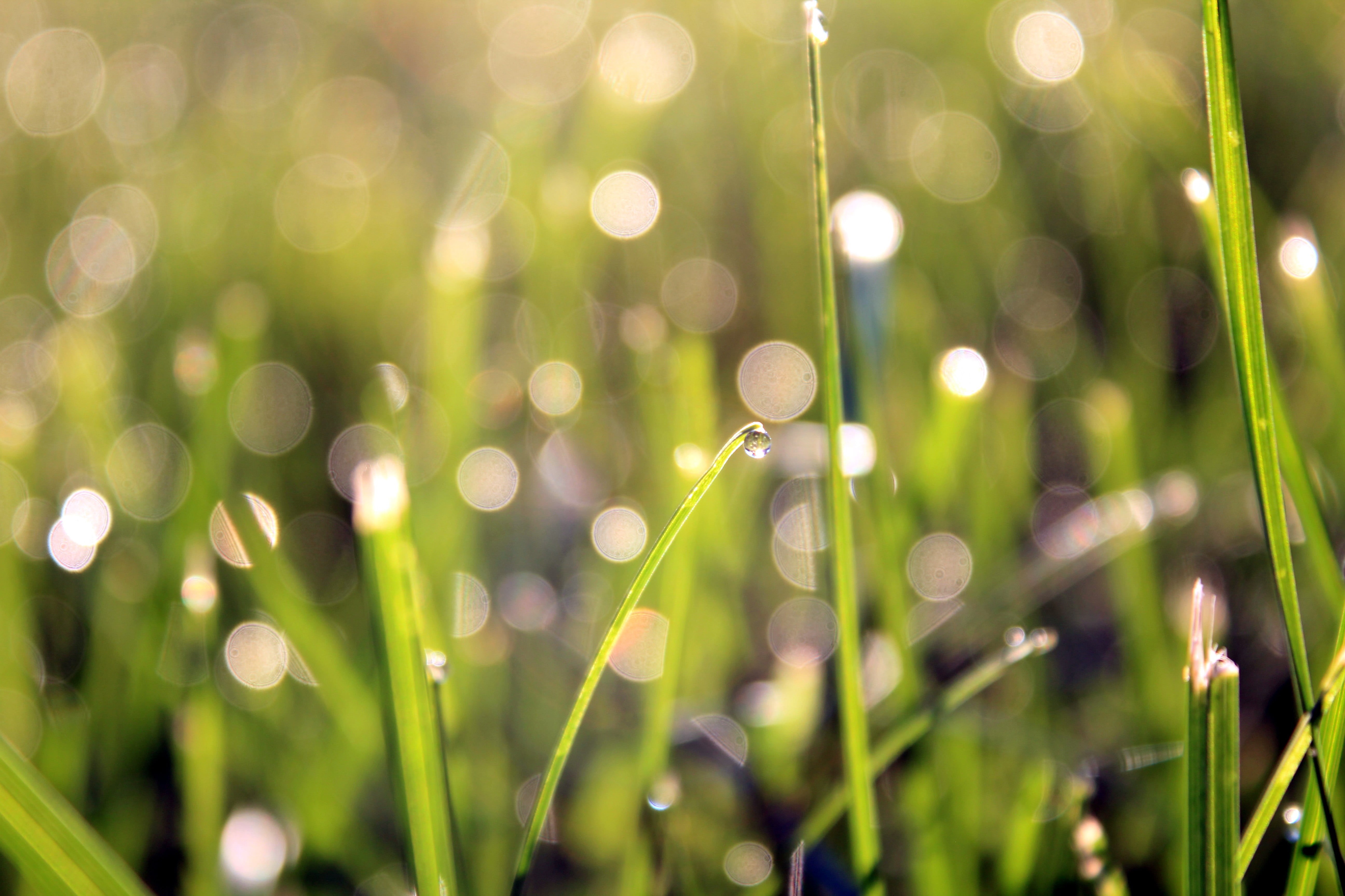 macro, drops, drop, close-up, photography, dew, meadow, reflection, morning, One in a Million, nature, Youre One, grass, sunlight, water  droplets, backgrounds, HD Wallpaper