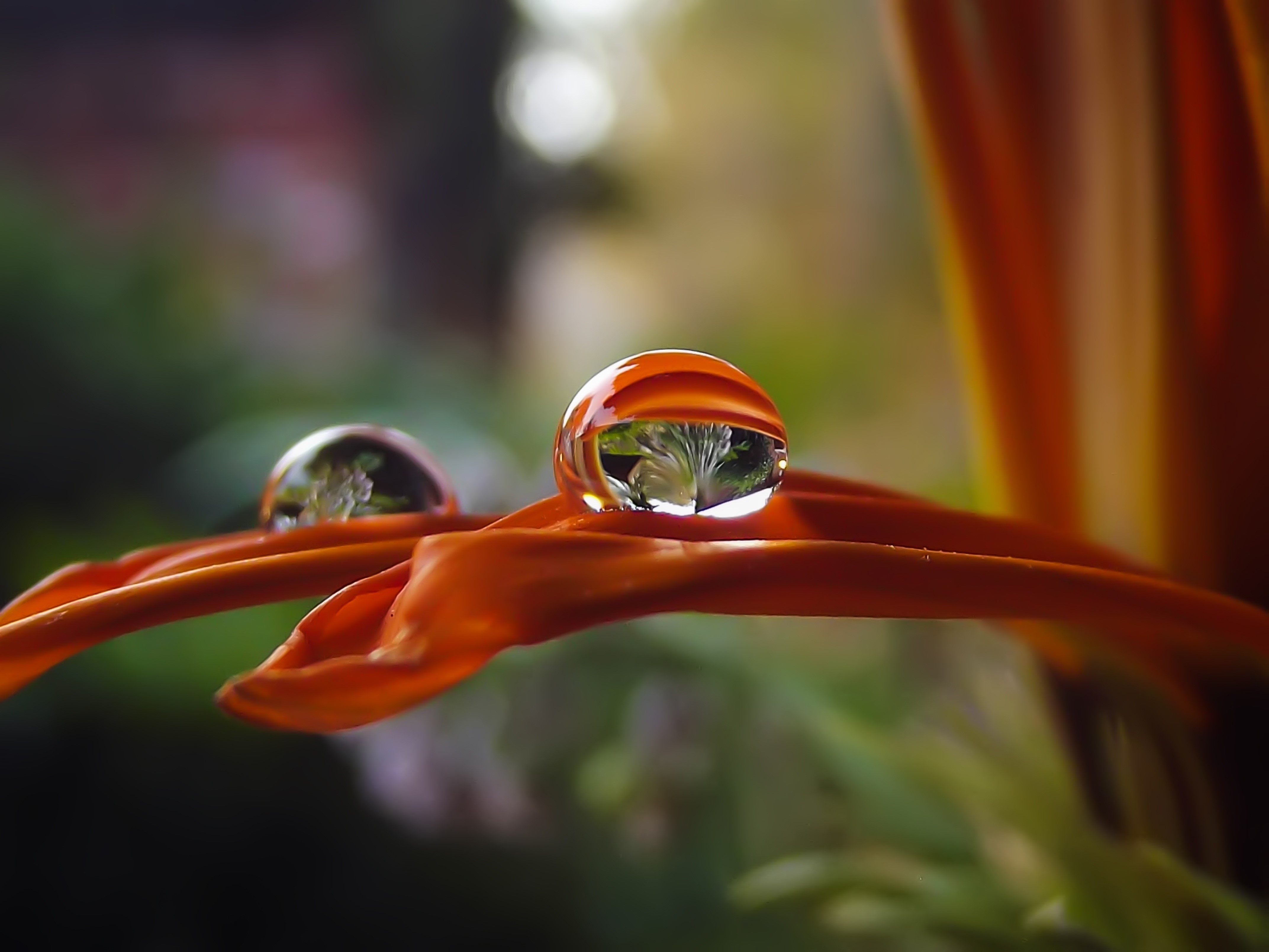 no people, 4K, photography, orange color, plant part, macro, waterdrop, focus on foreground, leaf, outdoors, droplet, plant, freshness, close-up, green, HD Wallpaper