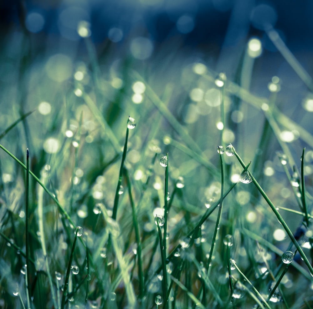 image, light, munich, lens, Moeller, close-up, 5D  Mark III, drops, water, Maisach, nice, Europa, dslr, wet, 480P, photography, freshness, blende, meadow, HD Wallpaper