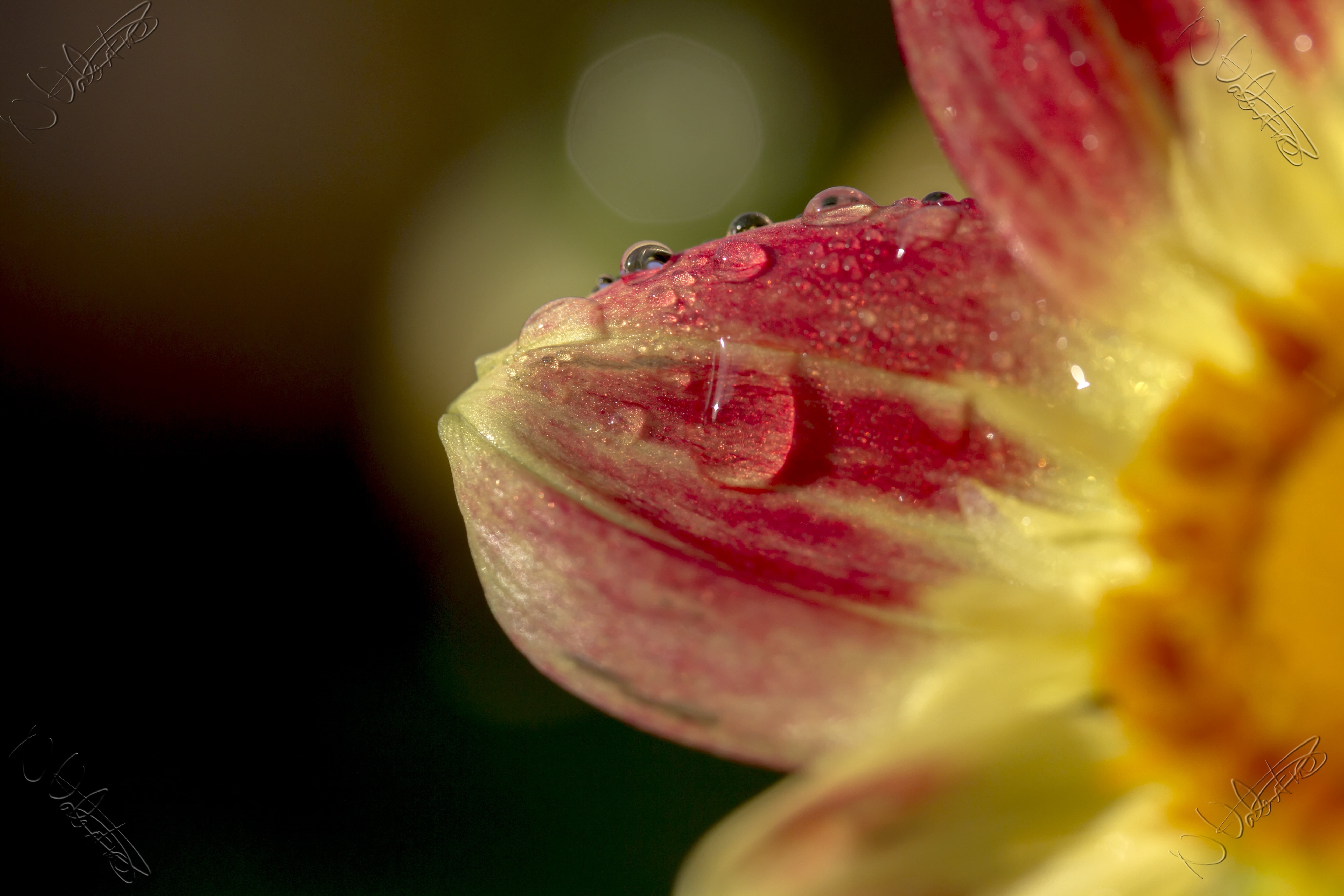 beauty In Nature, droplets, shallow, close-up, Manic, Valentine, DOF, Macro, photography, 5K, flower Head, Peterborough, single Flower, water, pink Color, HD Wallpaper