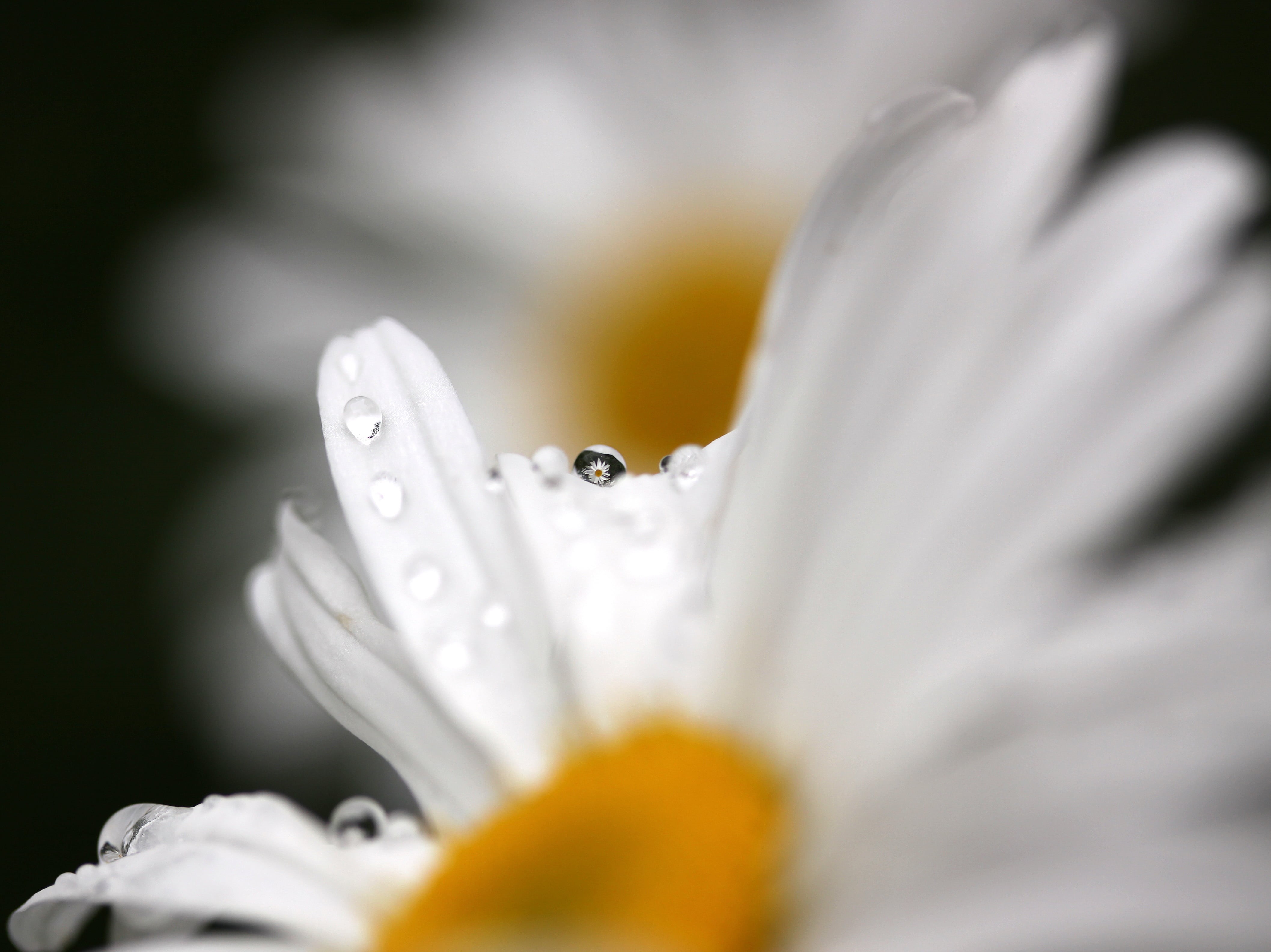 delicate, bokeh, drip  drop, close-up, springtime, yellow, sprinkler, lens, beauty In Nature, water droplet, photo, rain, water  droplet, oops, nature, HD Wallpaper