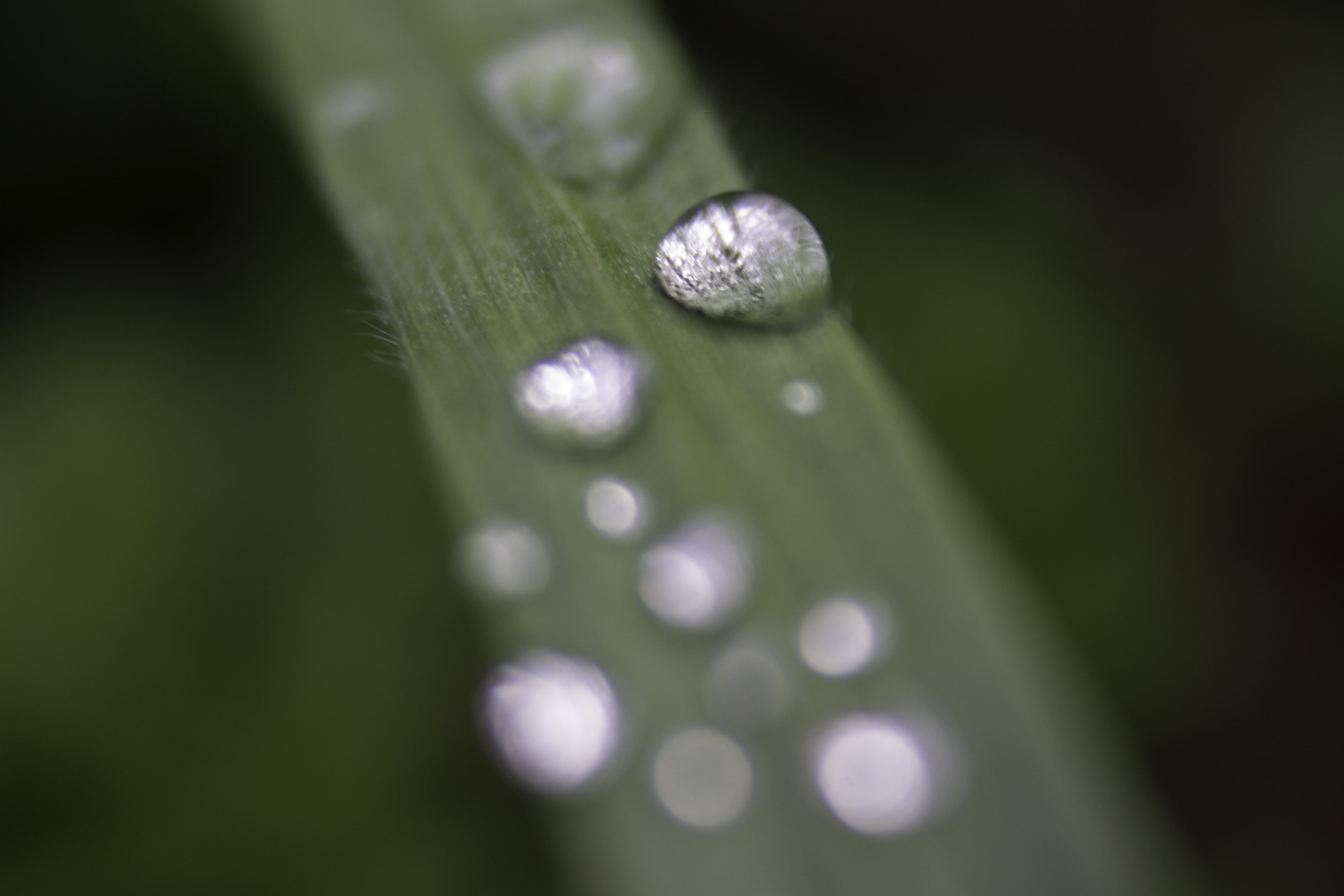 spring, color, closeup, meadow, flora, texture, green Color, drop, grass, weather, leaf, selective focus, drops, macro photography, droplet, summer, wet, HD Wallpaper