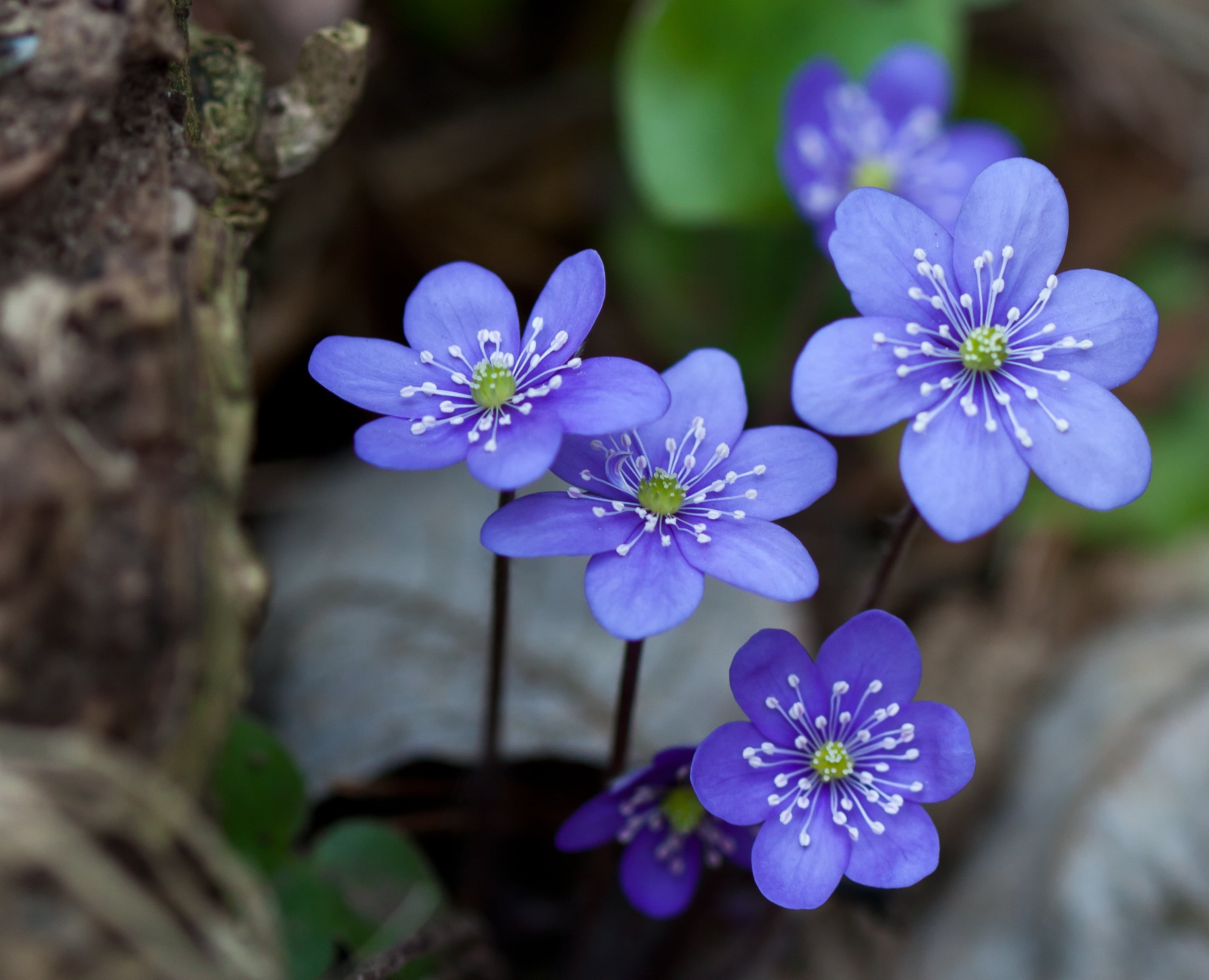 flower Head, Anemone hepatica, blossom, tilt, f/2.8, lens, nature, USM, petal, blue, plant, photography, hepaticae, purple, 2K, flower  forest, Canon EF, HD Wallpaper