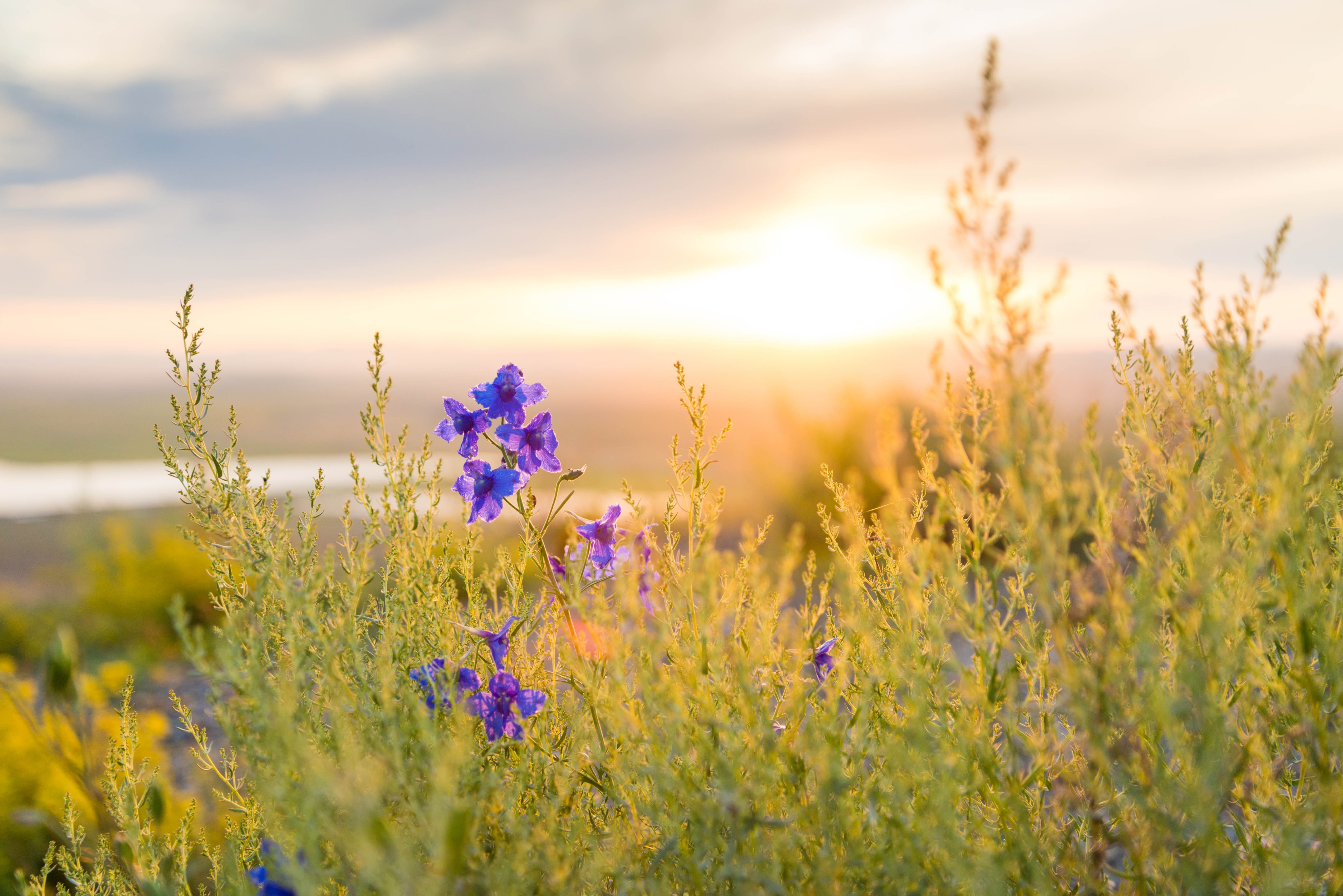 flowering plant, scenics - nature, multi Colored, petaled, land, vulnerability, purple, cloud - sky, photography, grass, beauty In Nature, summer, sunlight, HD Wallpaper