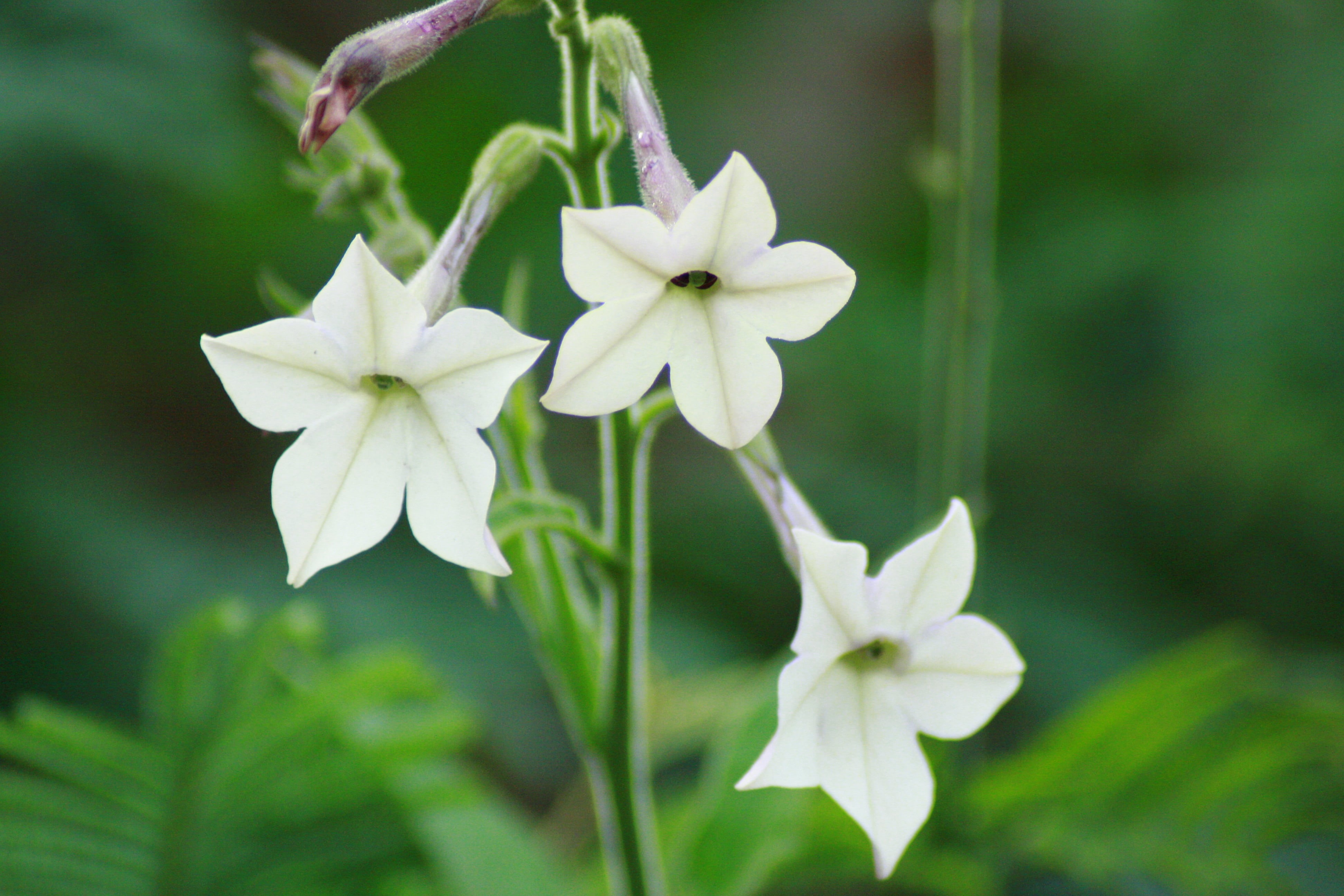 vacation, gem, petal, lens, Udagamandalam, nature, St helena  school, holiday  inn, photo, leaf, day, Nicotiana  alata, tilt, flower, ooty, Tamil Nadu, HD Wallpaper