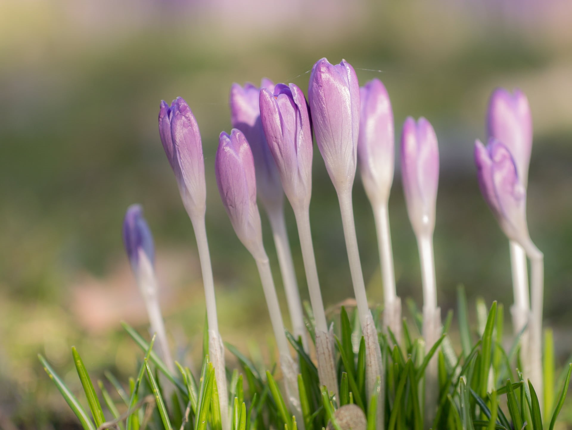springtime, flowers, group, purple, F2.8, green Color, tilt, beauty In Nature, flower, Spring, crocus, City Park, Blumen, croci, Sigma, shift, Tight, freshness, HD Wallpaper