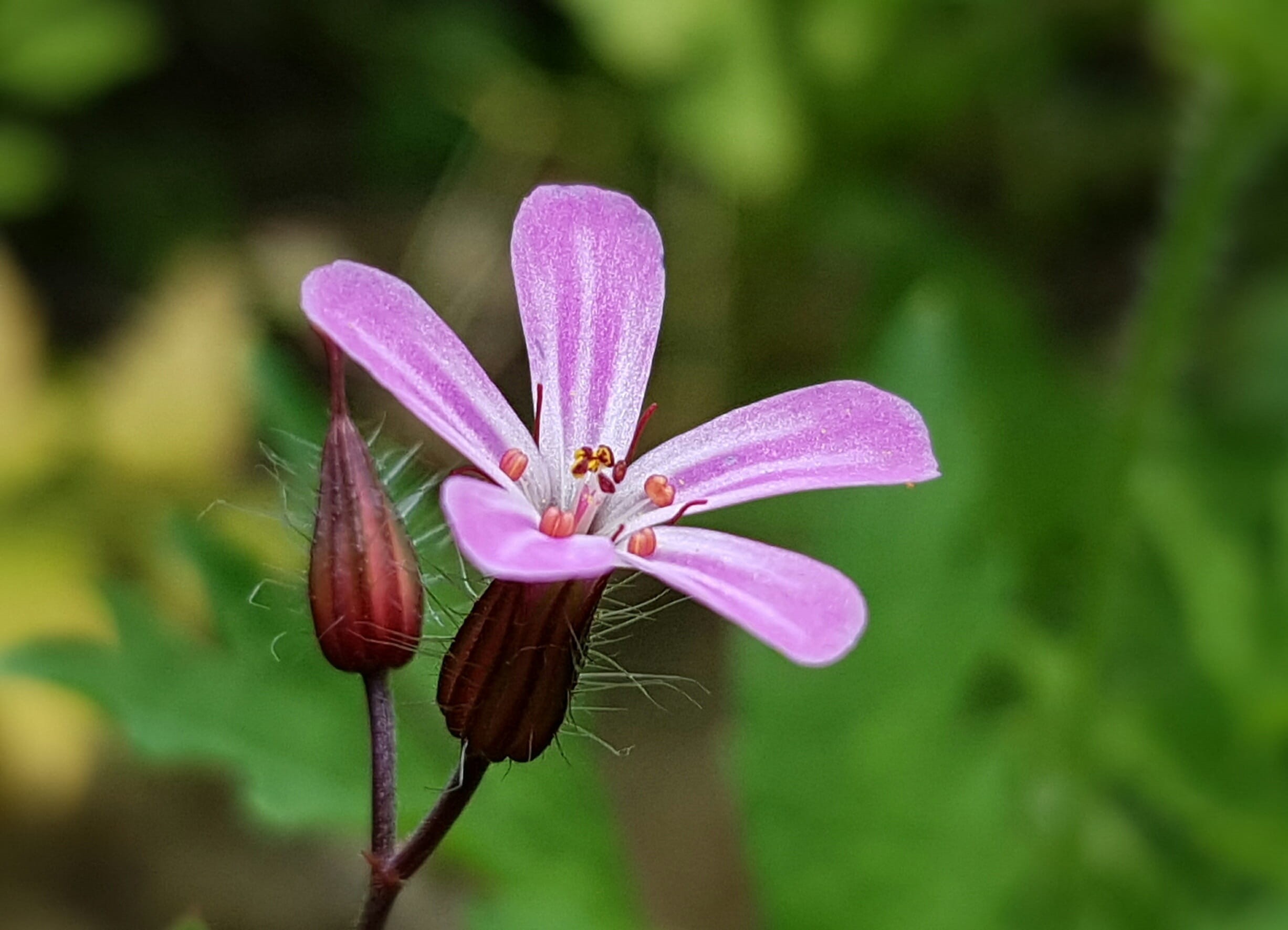vulnerability, wild plant, flowering plant, 1080P, outdoors, blossom, tilt, inflorescence, macro, petal, growth, delicate flower, focus on foreground, HD Wallpaper