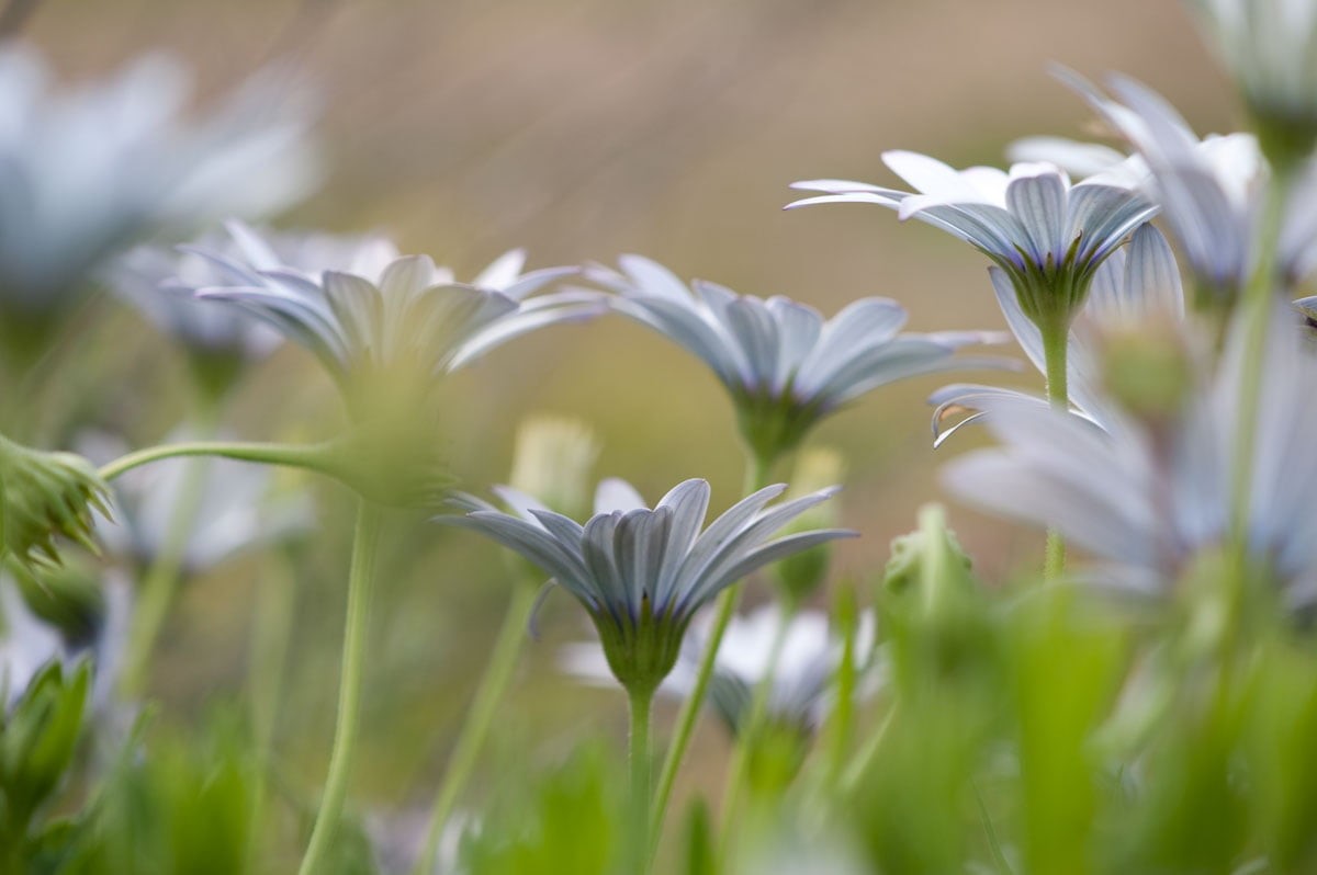 Wonderful world, photography, flowers, Field, daisies, Flower, white, Plant, Nature, outdoors, meadow, springtime, Φύση, lens, 480P, summer, tilt, grass, HD Wallpaper