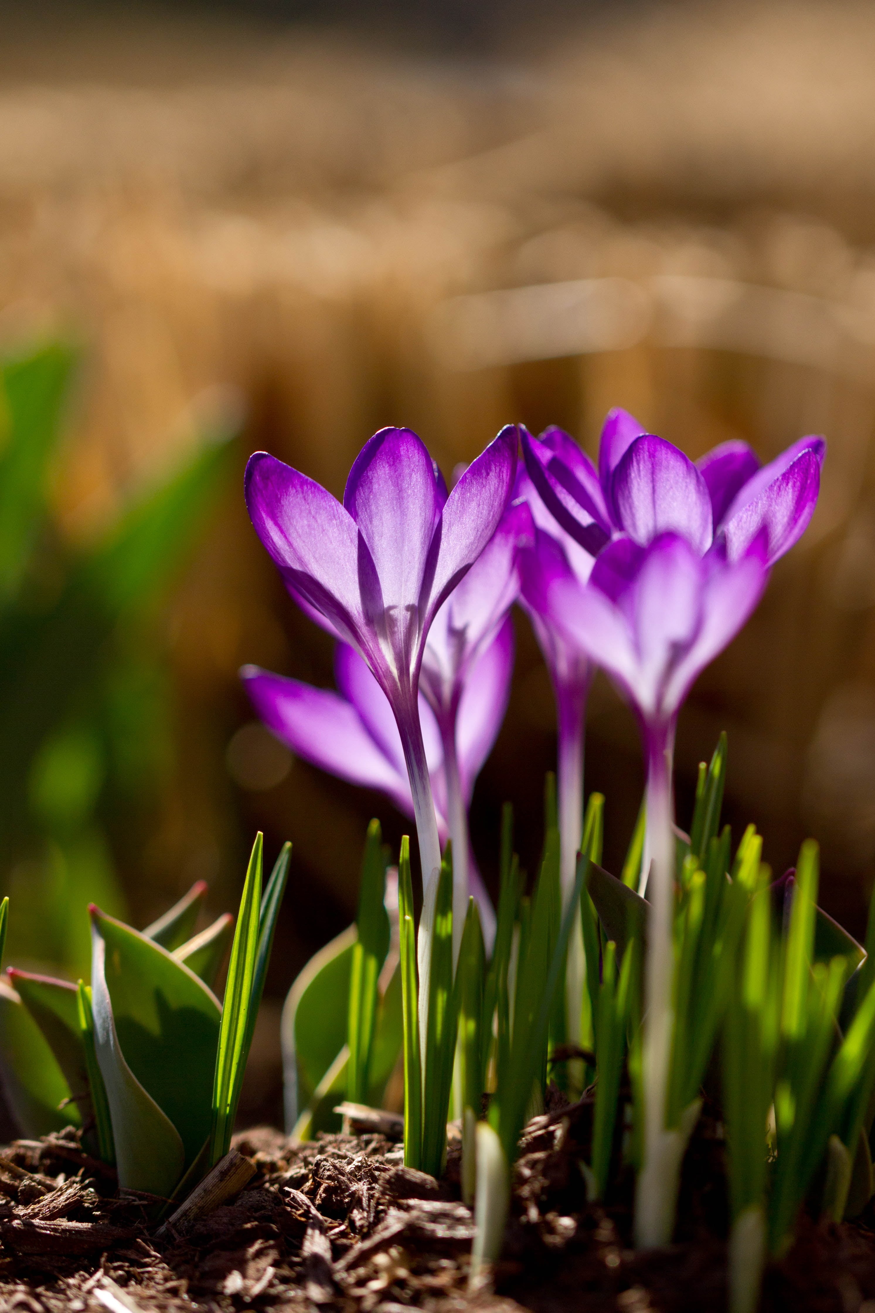 purple, 4K, Explore, flower, petal, close-up, season, closeup, floral, macro, freshness, blooms, buds, tilt, Beauties, springtime, leaf, botany, Denver Botanic Gardens, Phone HD Wallpaper