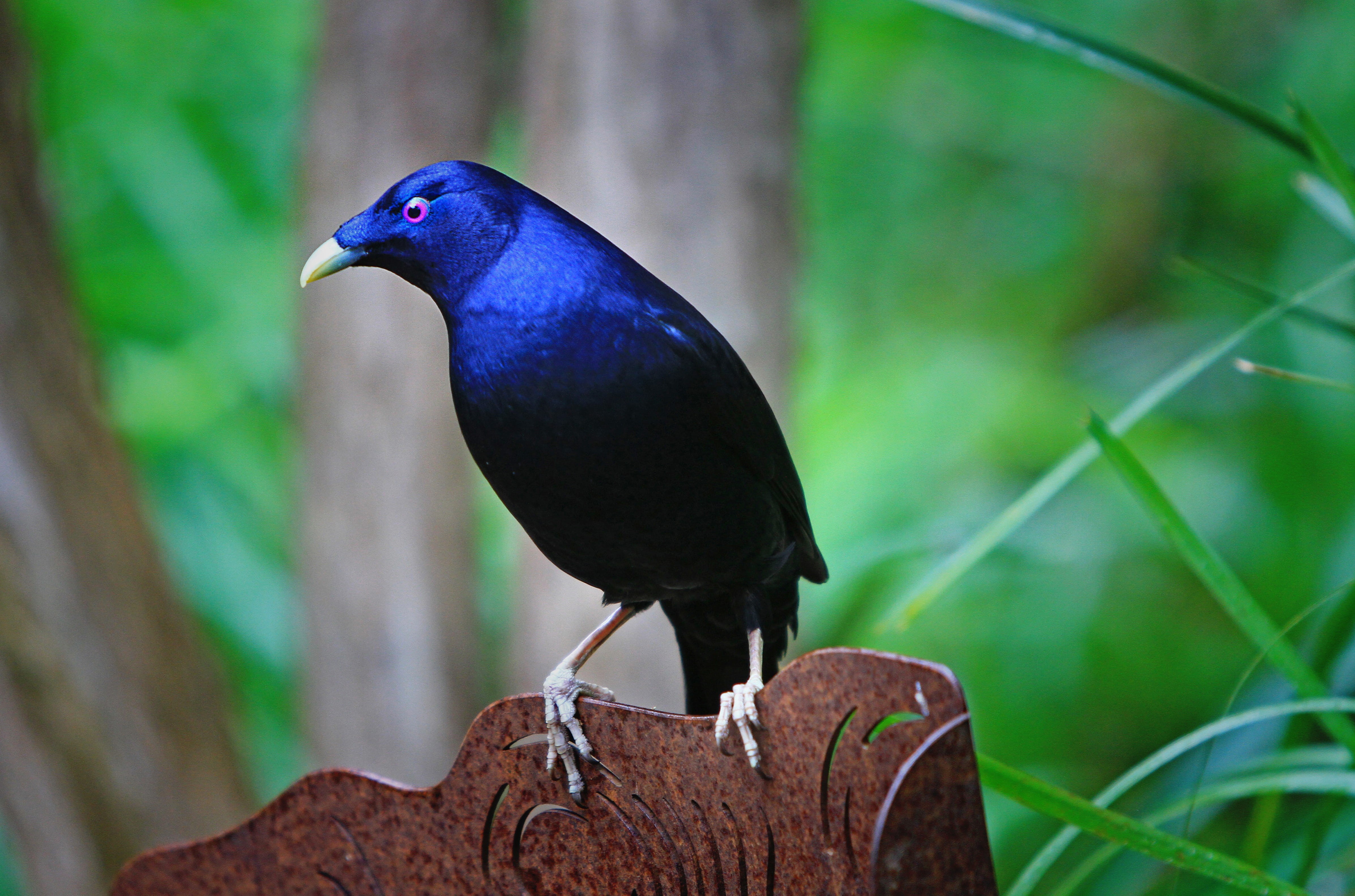 satin bowerbird, black, shiny, metal, tilt shift lens, vertebrate, blue bird, tilt, close-up, animals In The Wild, 4K, blue, bird, focus on foreground, HD Wallpaper