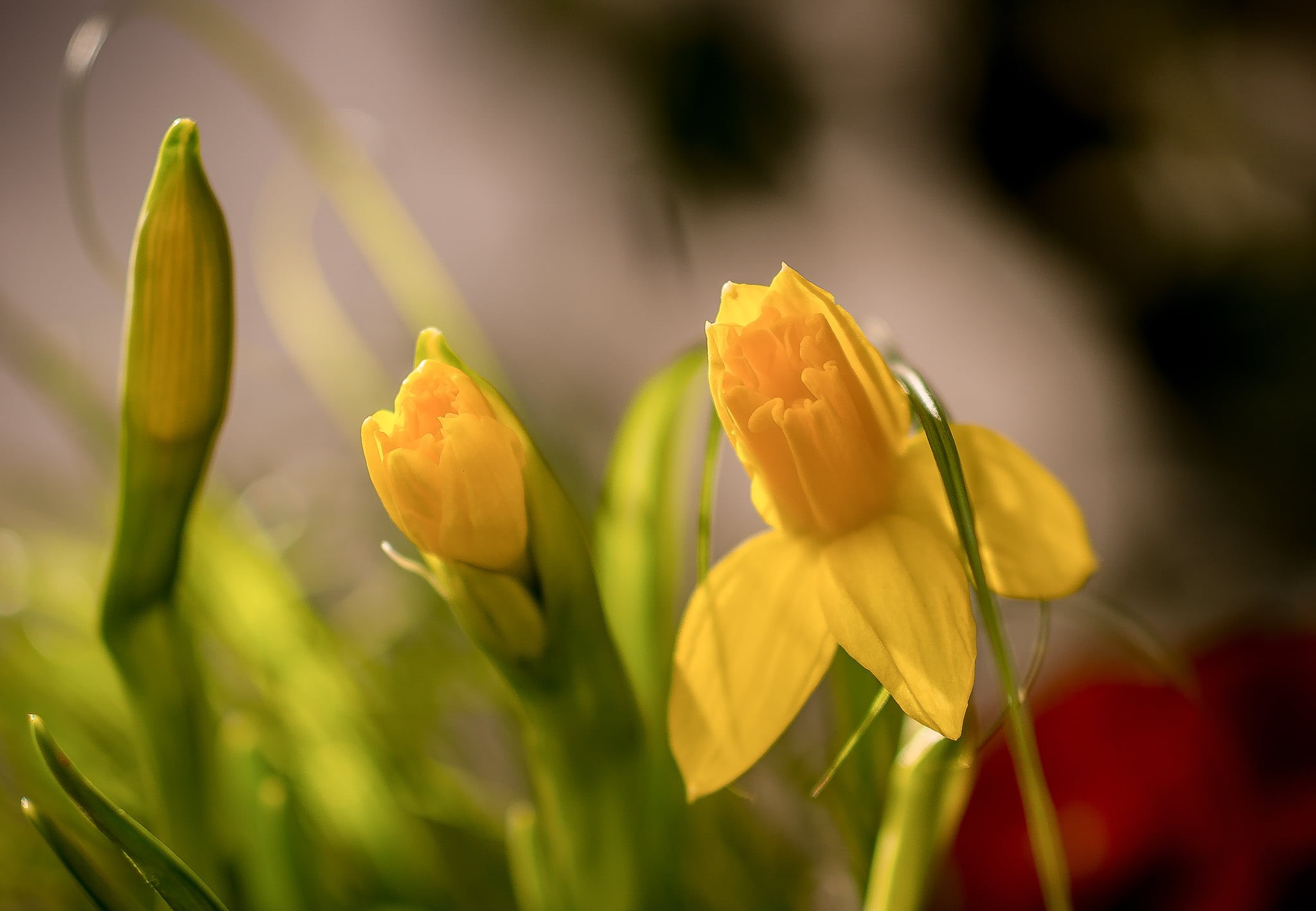 Sony alpha, Blume, Narcissus, petal, Depth of Field, Gelb, Fiore, Bursting, Daffodil, Sony a6000, Samyang, Nahaufnahme, Pro, Frühling, beauty In Nature, HD Wallpaper