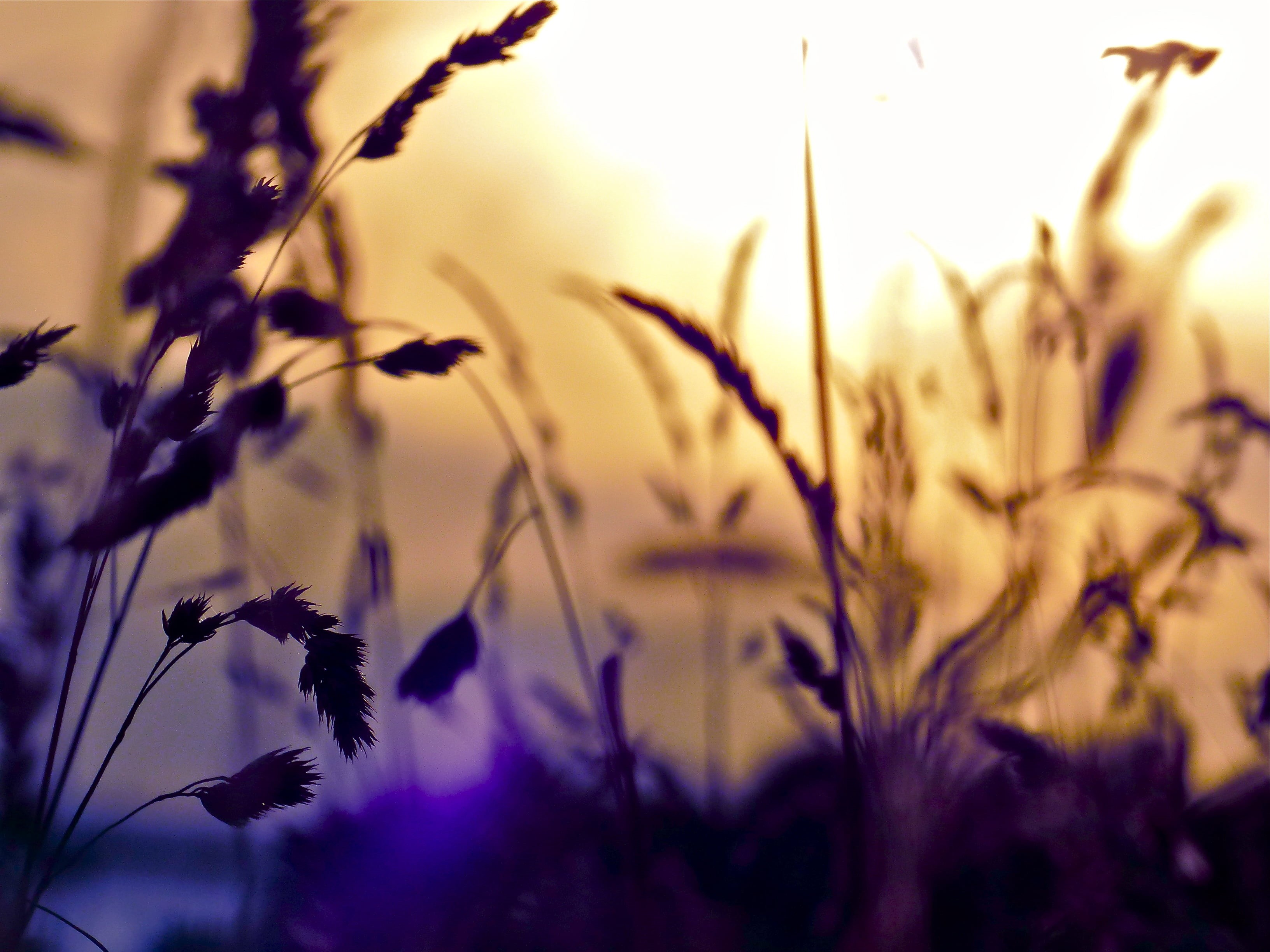 purple, Germany, plant, evening  light, sunlight, lens, Meadow, summer, outdoors, Natur, Deutschland, tilt, Gras, fantasy, Licht, photography, nature, yellow, HD Wallpaper