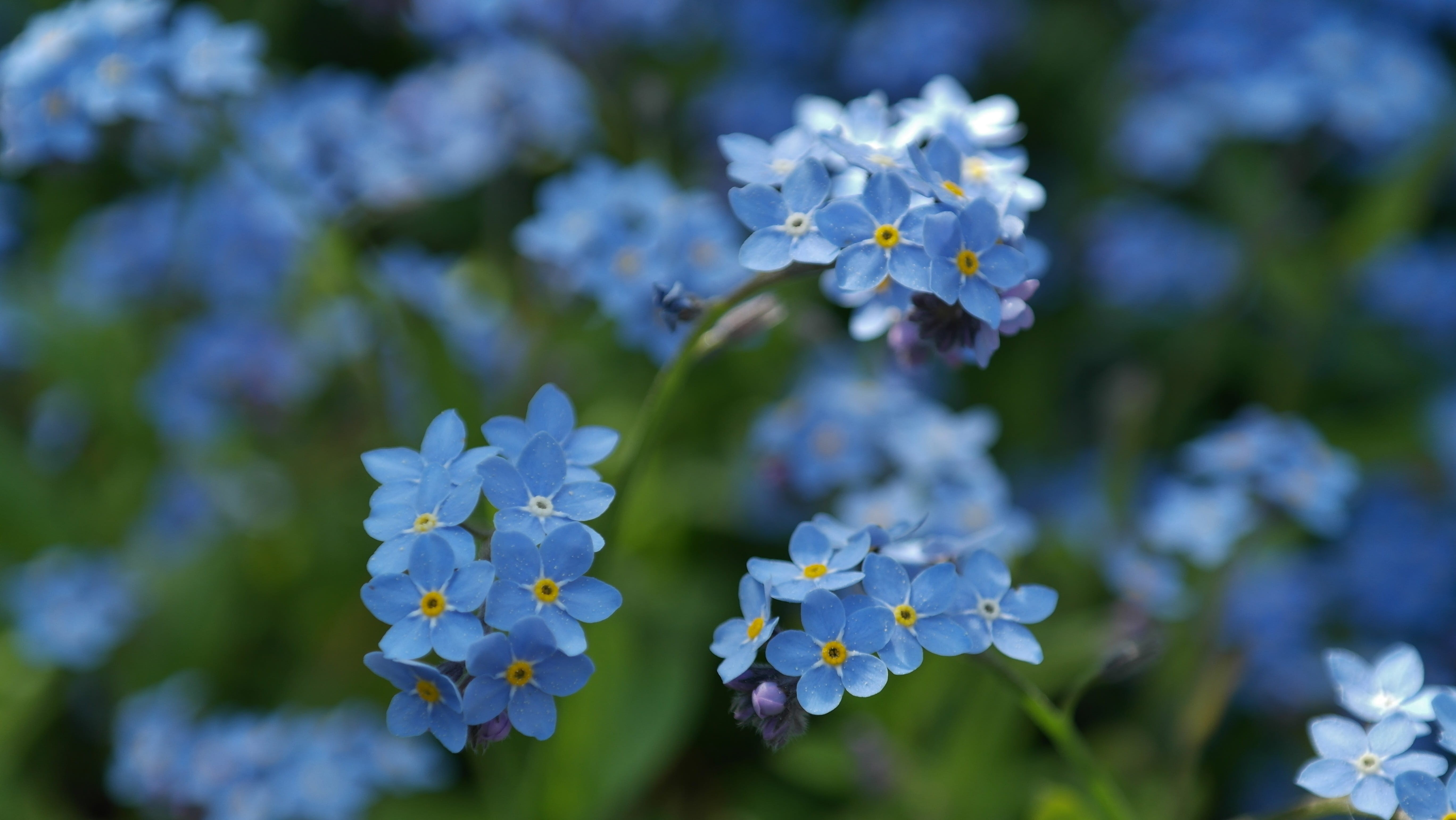 pointed flower, blue, lens, selective focus, springtime, purple, fragility, summer, plant, day, 5K, blue flowers, flowers, wild flower, photography, close-up, HD Wallpaper