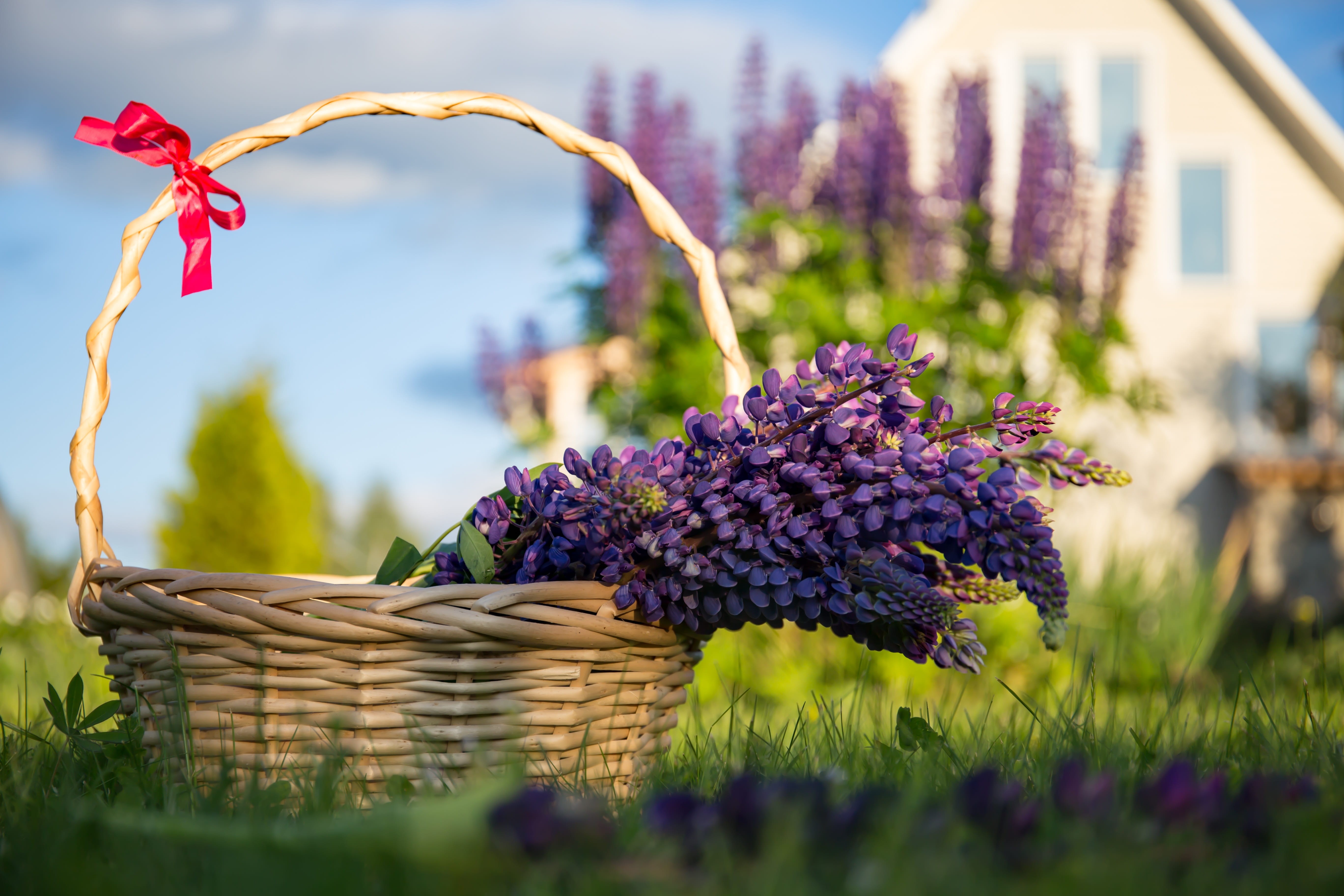lupinus, flower head, basket, brown, flowering plant, nature, beauty in nature, wicker, focus on foreground, photography, tilt, lupine, lens, handsomely, HD Wallpaper
