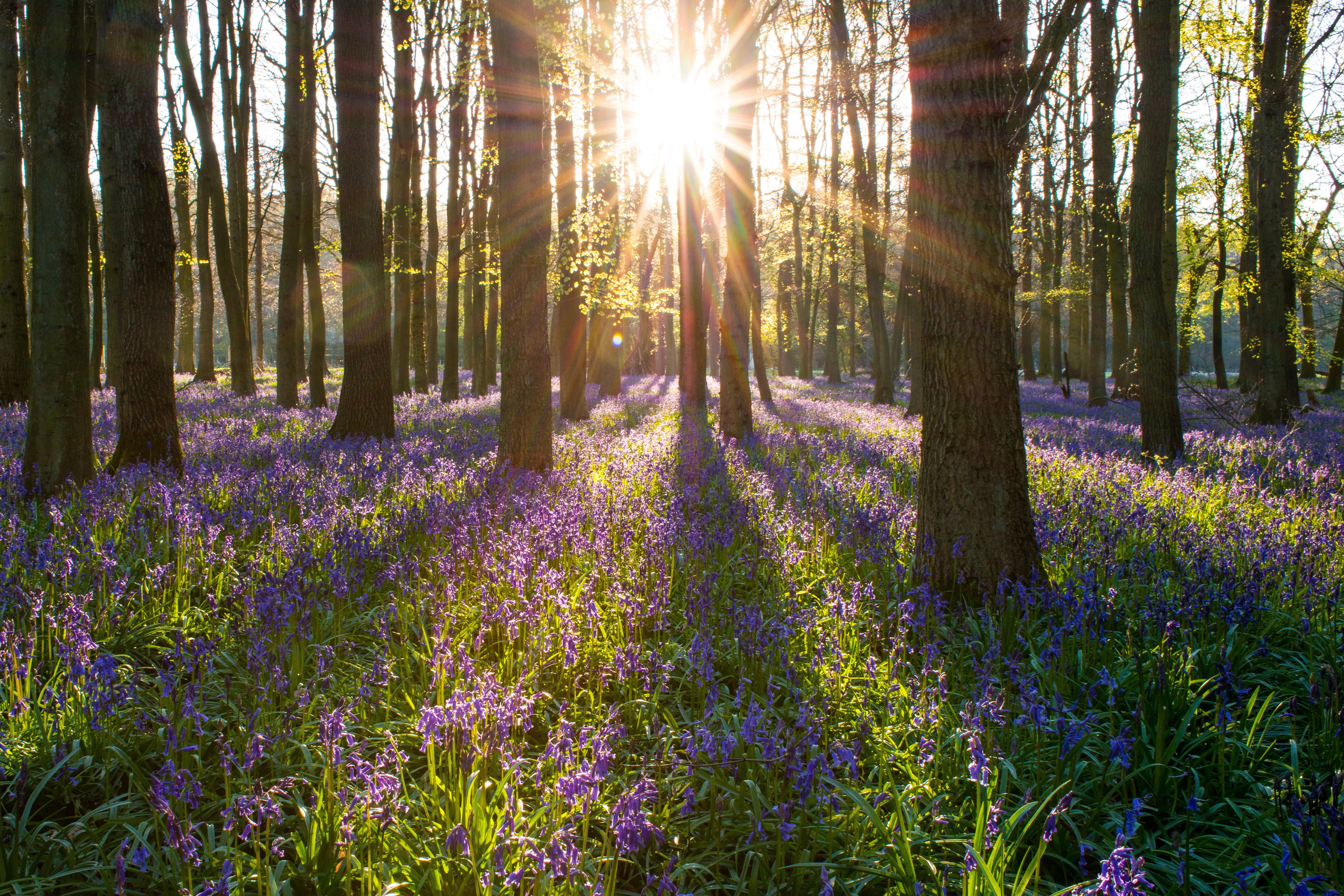 season, imagination, summer, vibrant, crepuscular, lens flare, sun, flowering plant, no people, wild, tranquility, conceptual, outdoors, imaginary, brown, HD Wallpaper