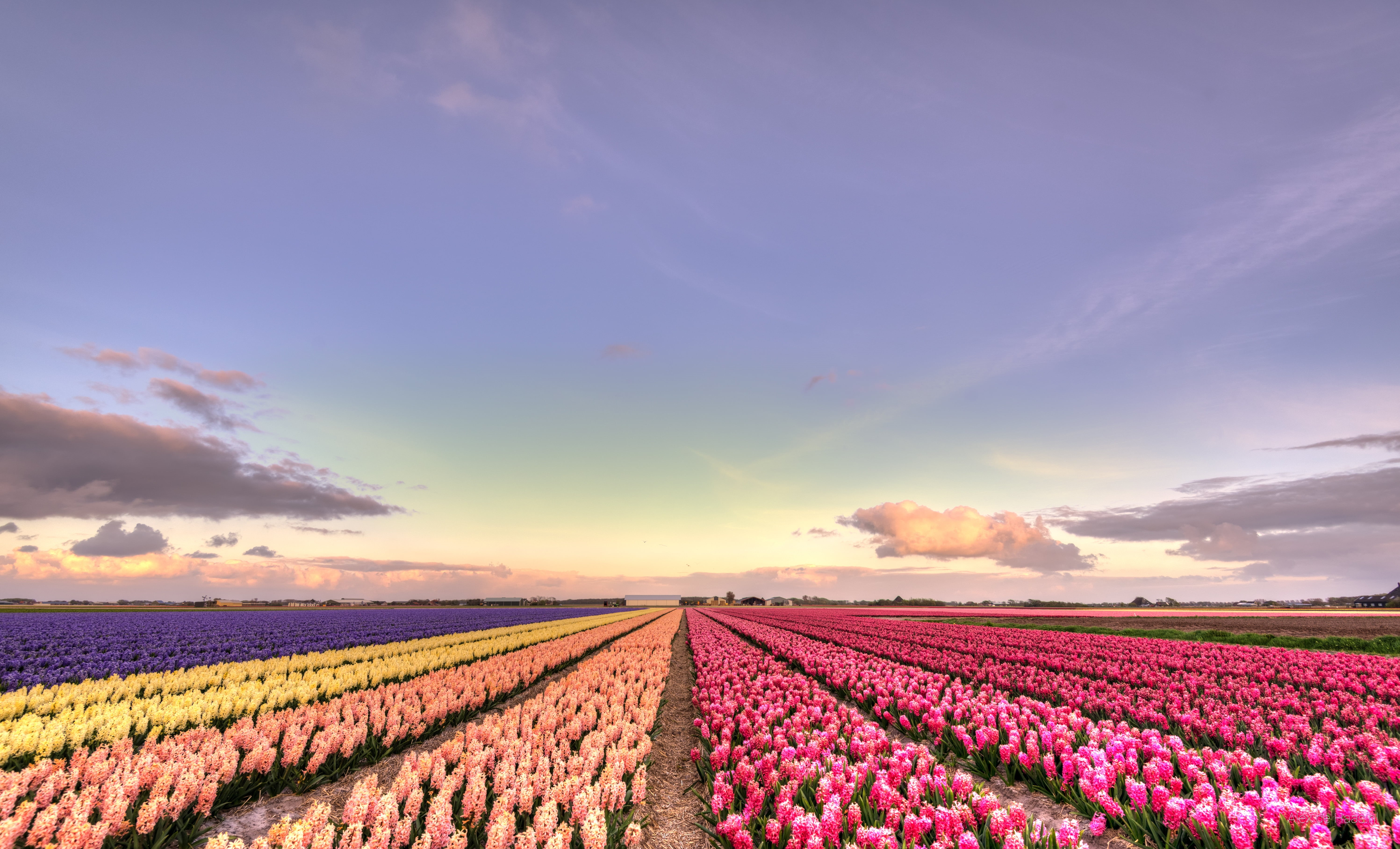 sunlight, beauty In Nature, flower, summer, yellow, bloemen, rural Scene, daytime, photo, orange, Nederlands, Holland, Nikon, Nederland, sunset, clouds, HD Wallpaper