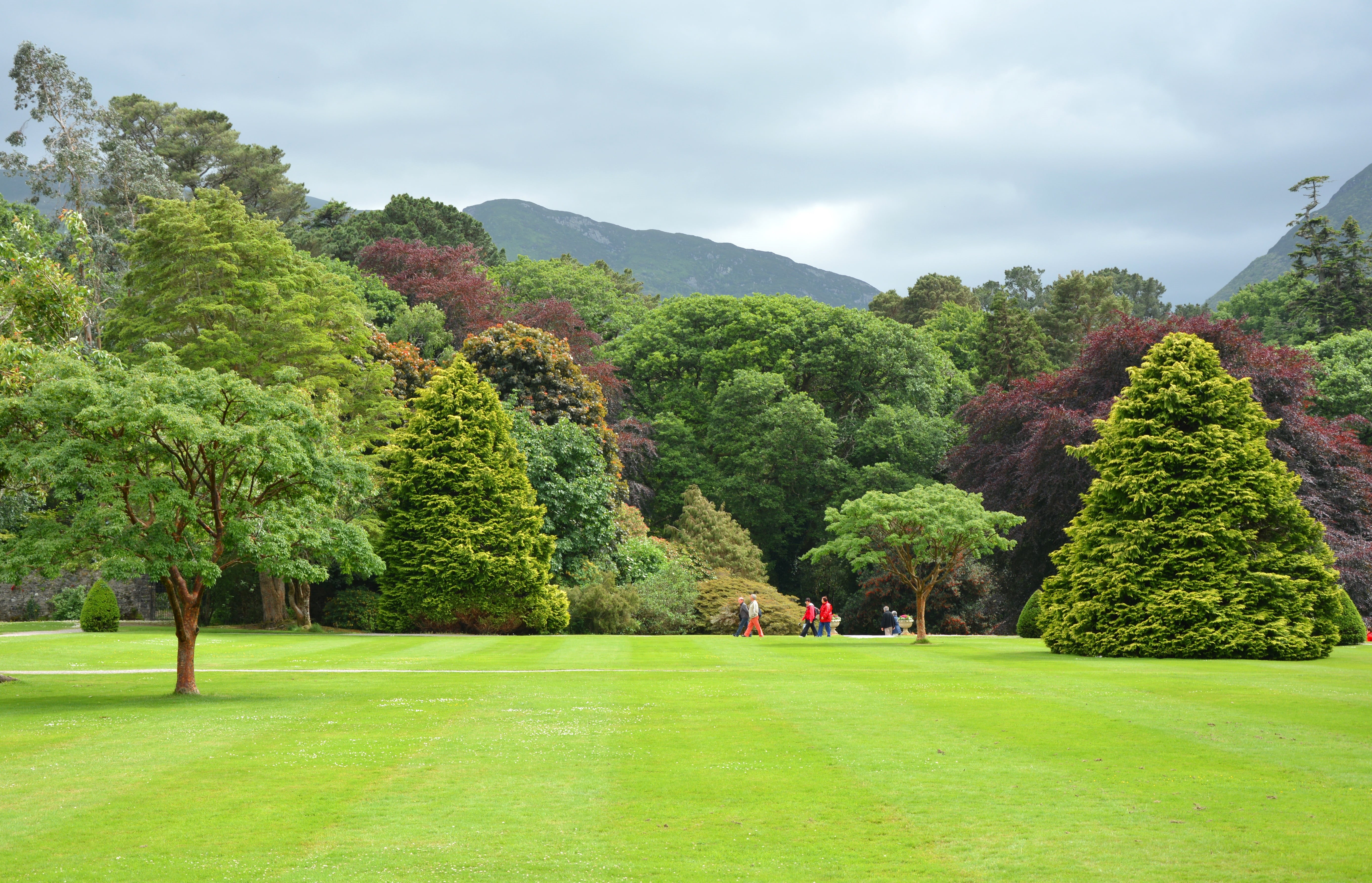 sport, plant, tree ensemble, leisure activity, growth, english garden, tranquility, golf course, beauty in nature, nature, passsanten, killarney, landscape, HD Wallpaper