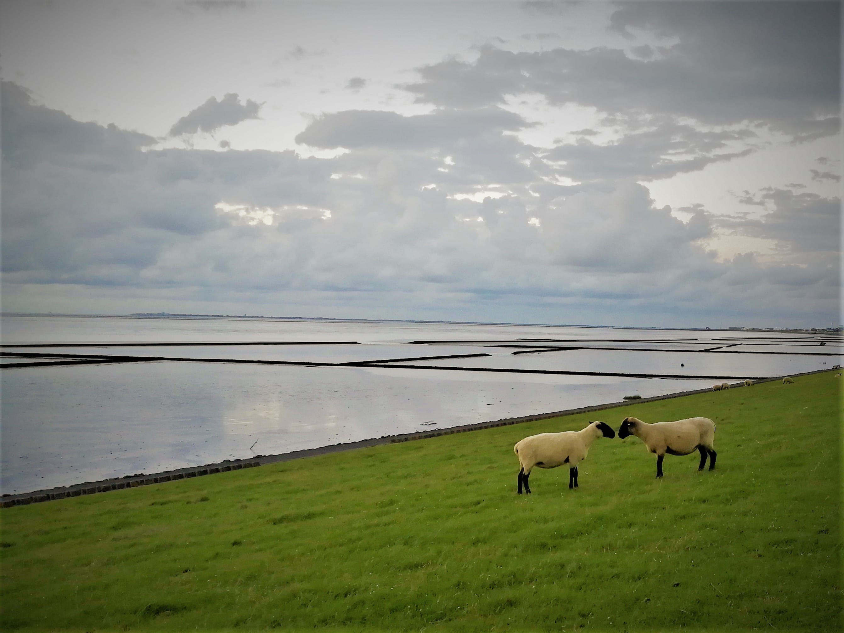 nature, grass, field, sheep, beauty in nature, schafe, 2K, outdoors, ostfriesland, animal, wattenmeer, north sea, mammal, sky, nordsee, land, westermarsch ii, HD Wallpaper
