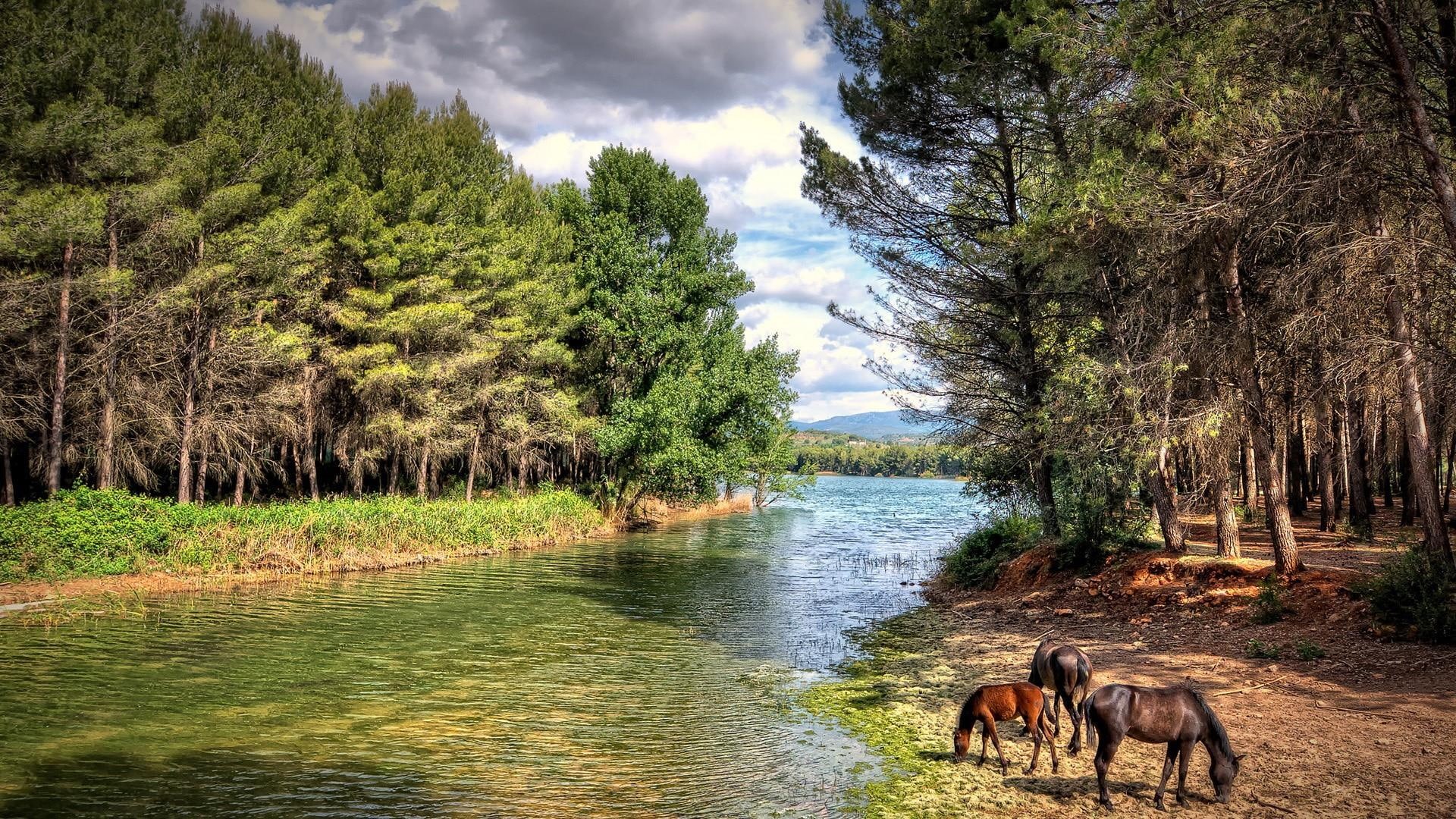 leaf, horses, castellon, forest, plant, nature, tree, woodland, ecosystem, horse, water, spain, sky, riparian zone, vegetation, wilderness, bank, 1080P, HD Wallpaper