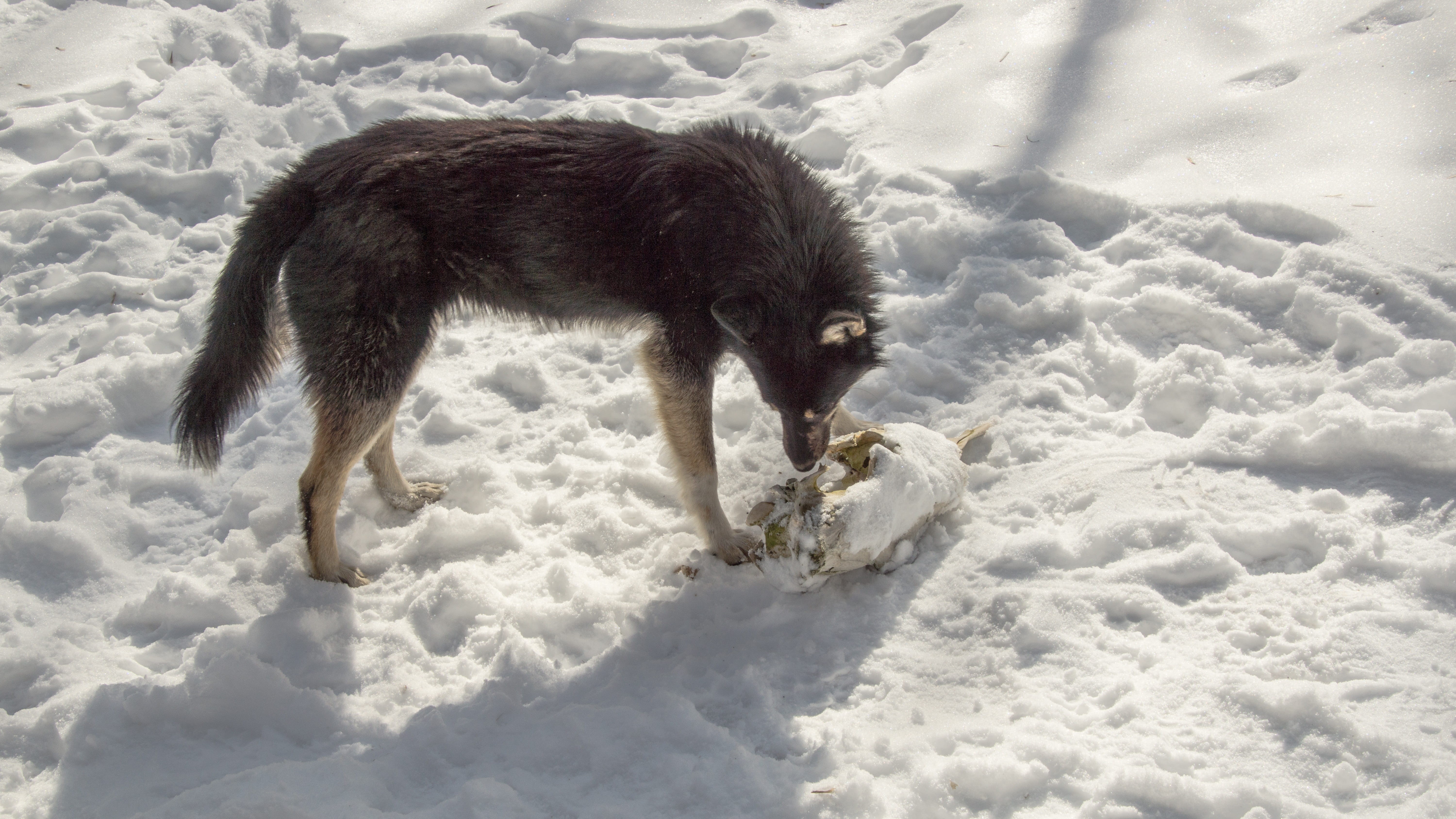village, stray, cold temperature, neglected, one animal, skull, winter, outdoors, dog, damaged, feral, urban, stalker, ussr, domestic, mammal, abandoned, HD Wallpaper