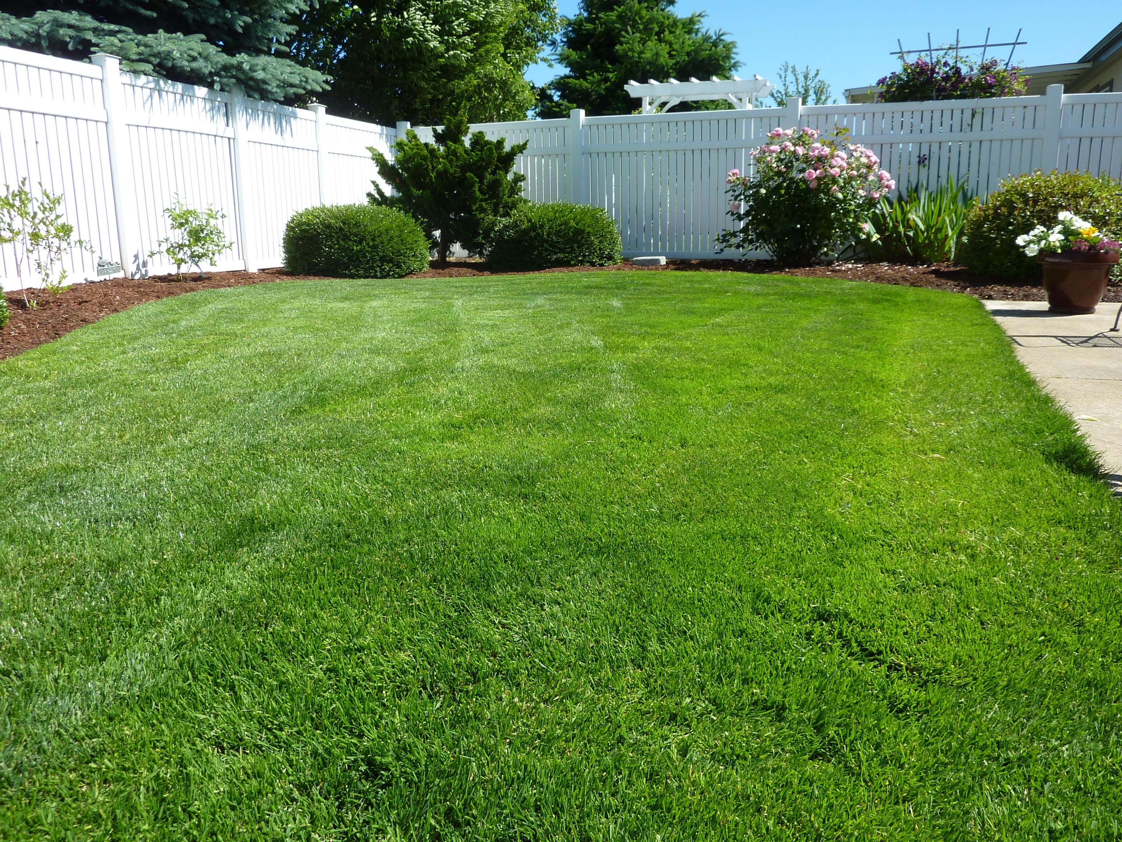 back yard, daytime, restful, plant, footpath, lawn, field, colorful, vinyl fence, green, outside, beauty in nature, building exterior, grass, property, HD Wallpaper