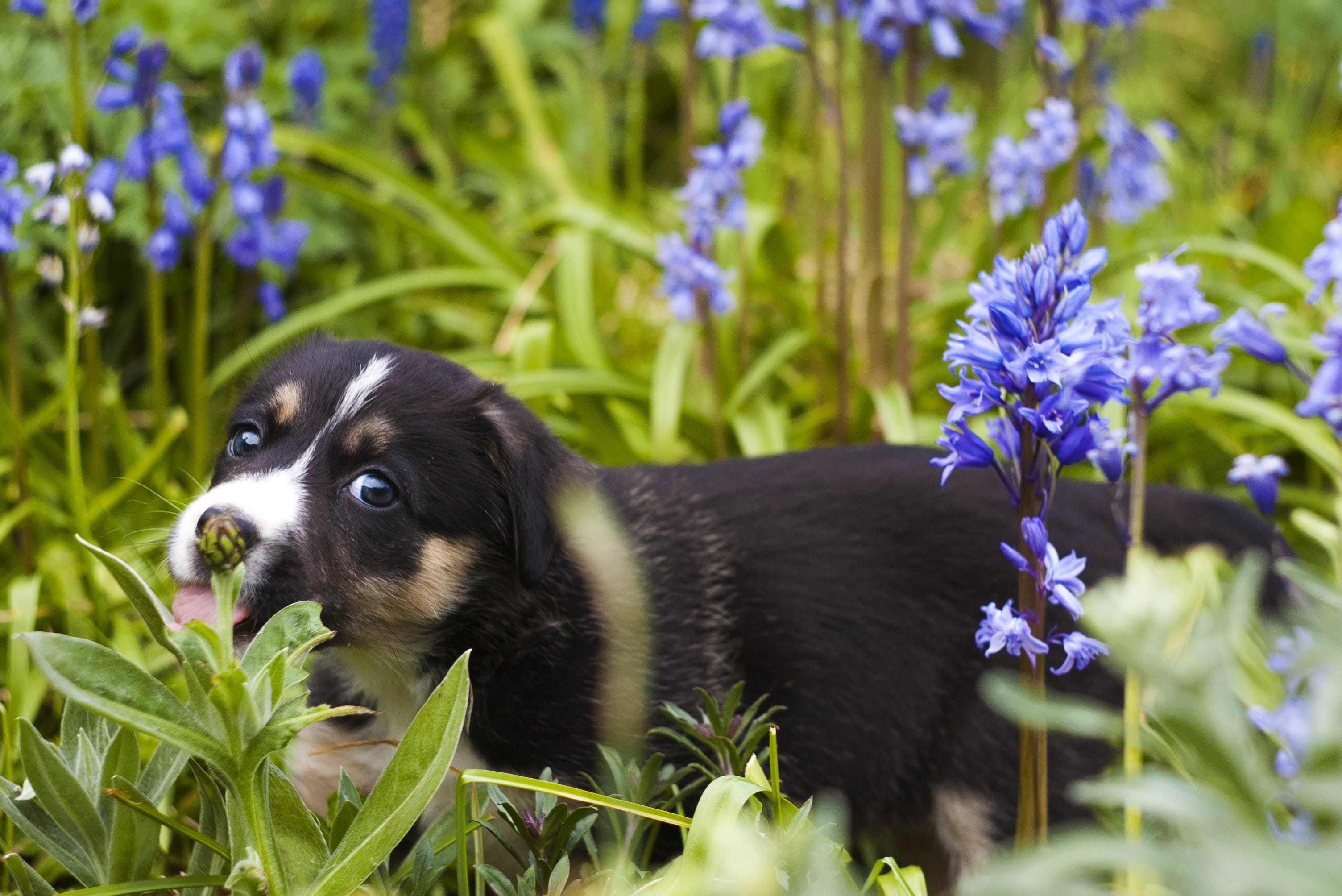 pets, outdoors, field, animal themes, one animal, vertebrate, mammal, walking, growth, canine, green Color, summer, nature, purebred Dog, domestic, cute, HD Wallpaper