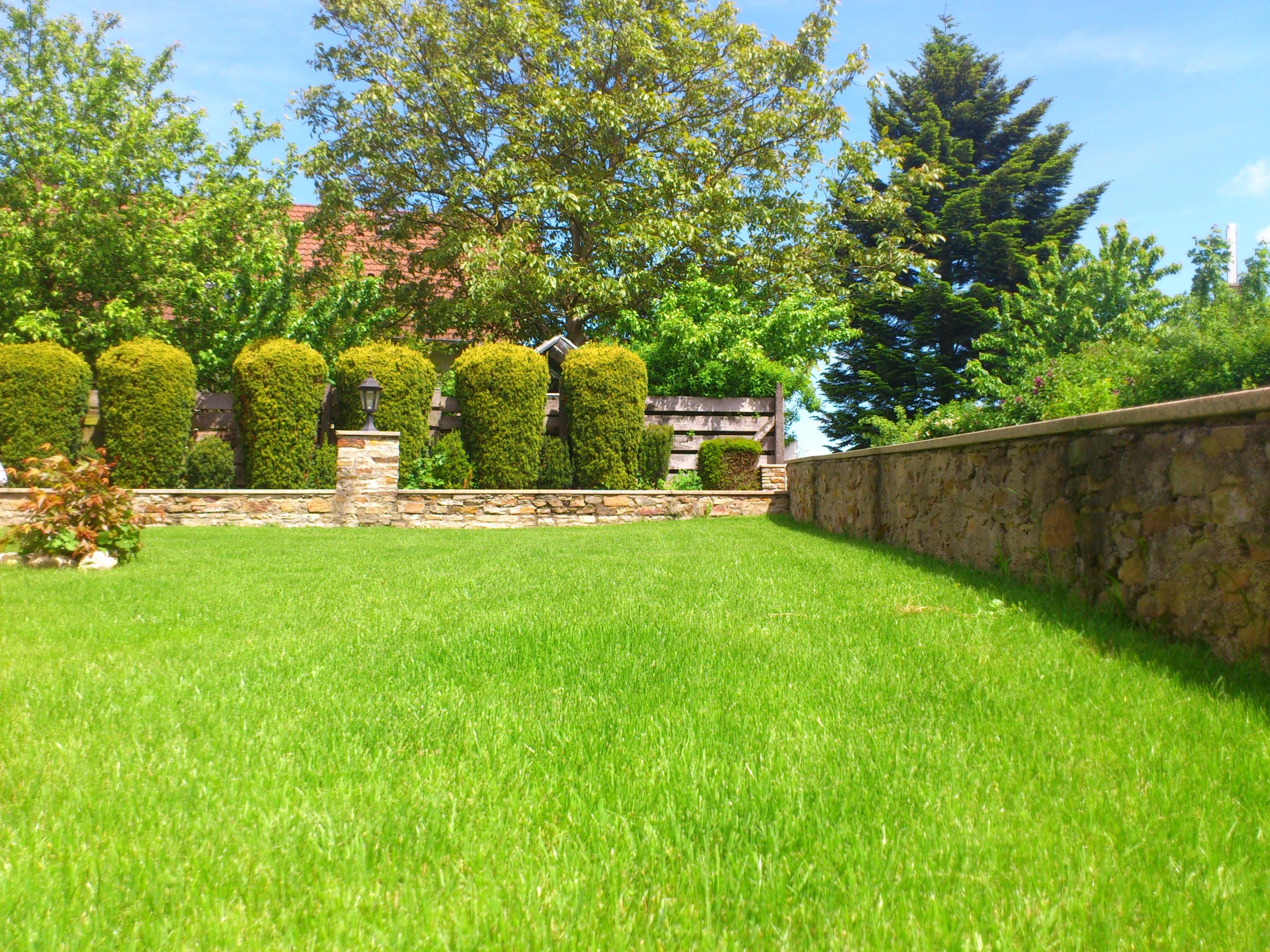 home, plant, grass field, tree, lawn mower, grass, bush, sky, daytime, tranquility, green grass, thuja, garden wall, nature, meadow, scenics - nature, outdoors, HD Wallpaper