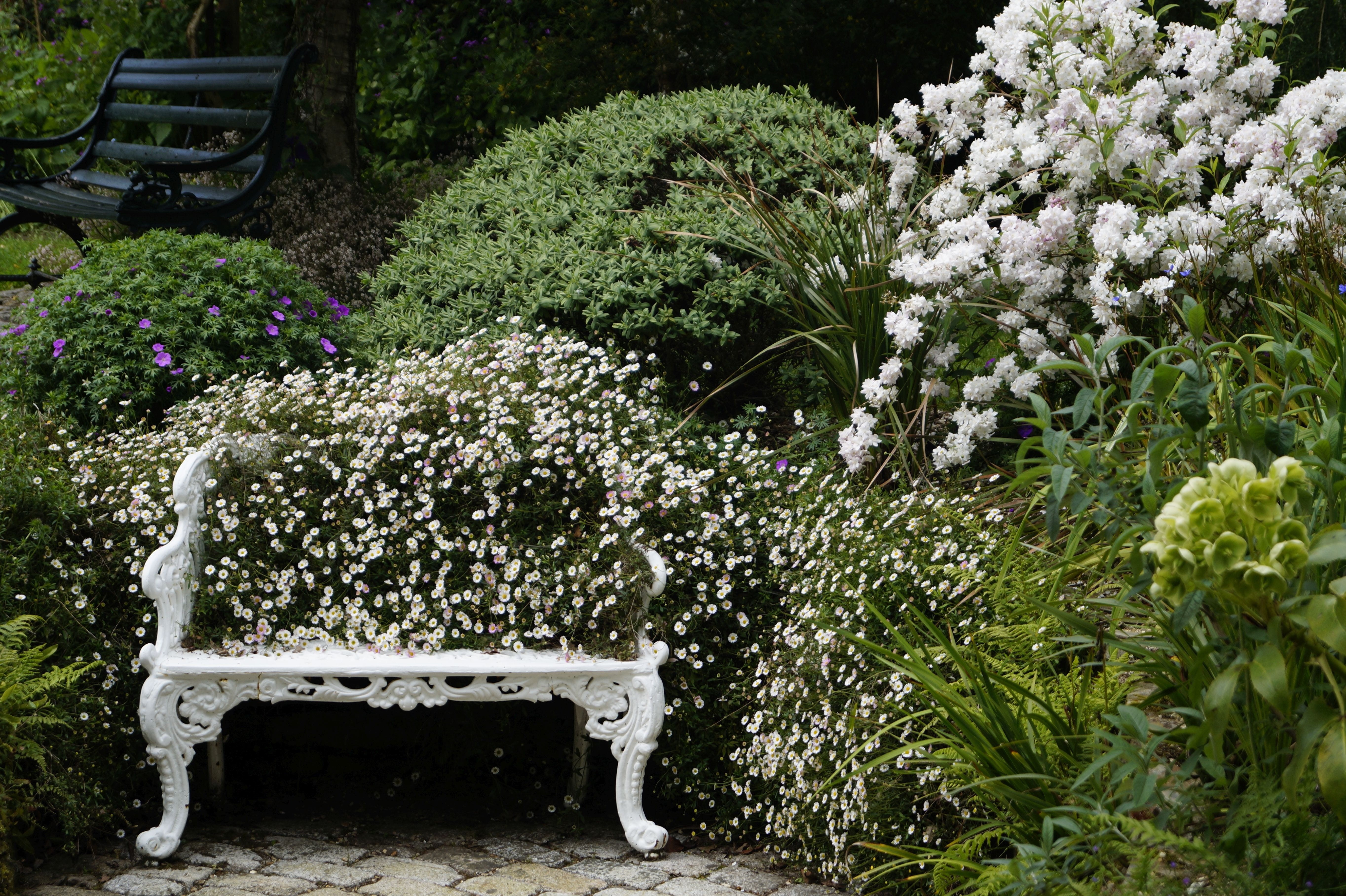 rest, white, green color, day, daisy, seating furniture, flowering plant, plant, front or back yard, flowers, growth, 5K, flower, mammal, white color, HD Wallpaper