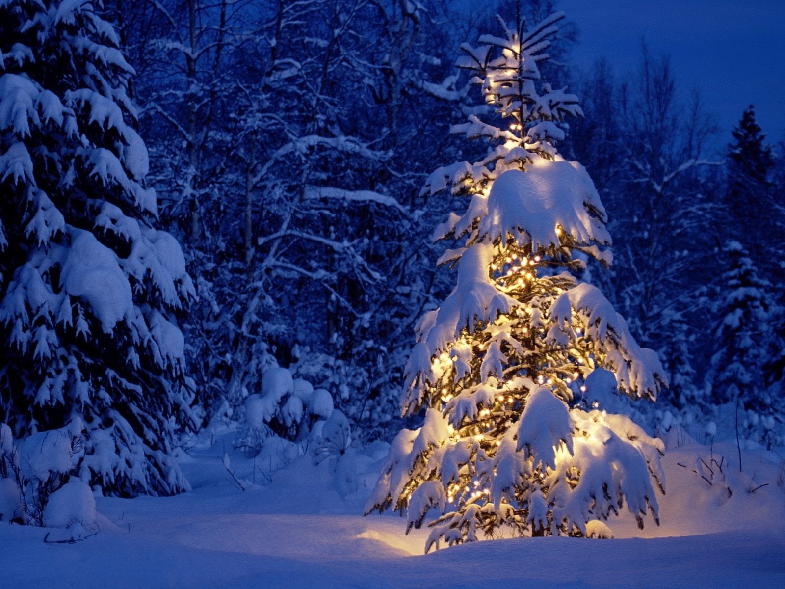 trees, snow, Christmas, lights, 720P, winter, night, HD Wallpaper