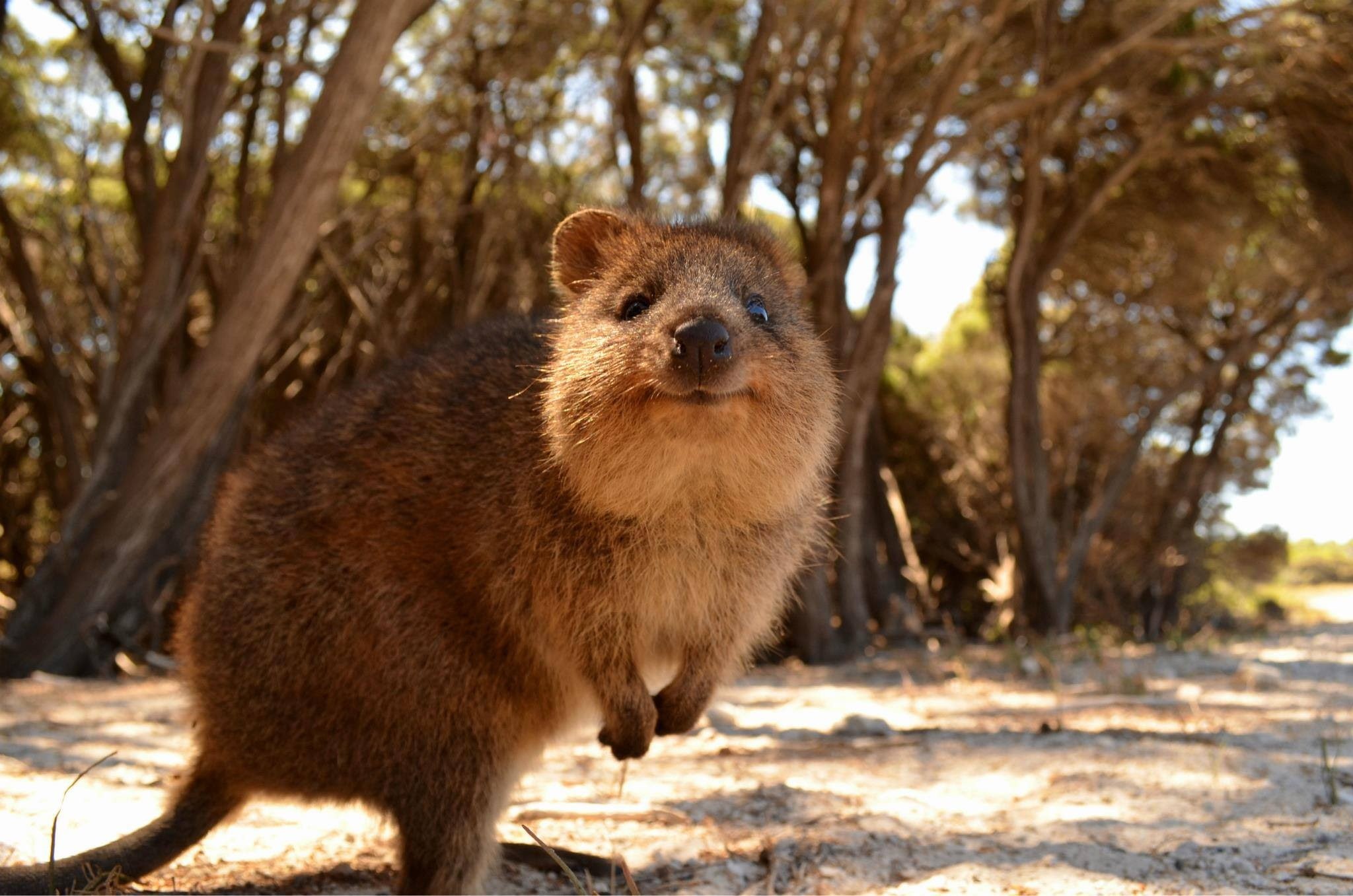 nature, standing, plant, mammal, Australia, animal wildlife, looking at camera, animals in the wild, outdoors, day, land, animals, one animal, vertebrate, HD Wallpaper