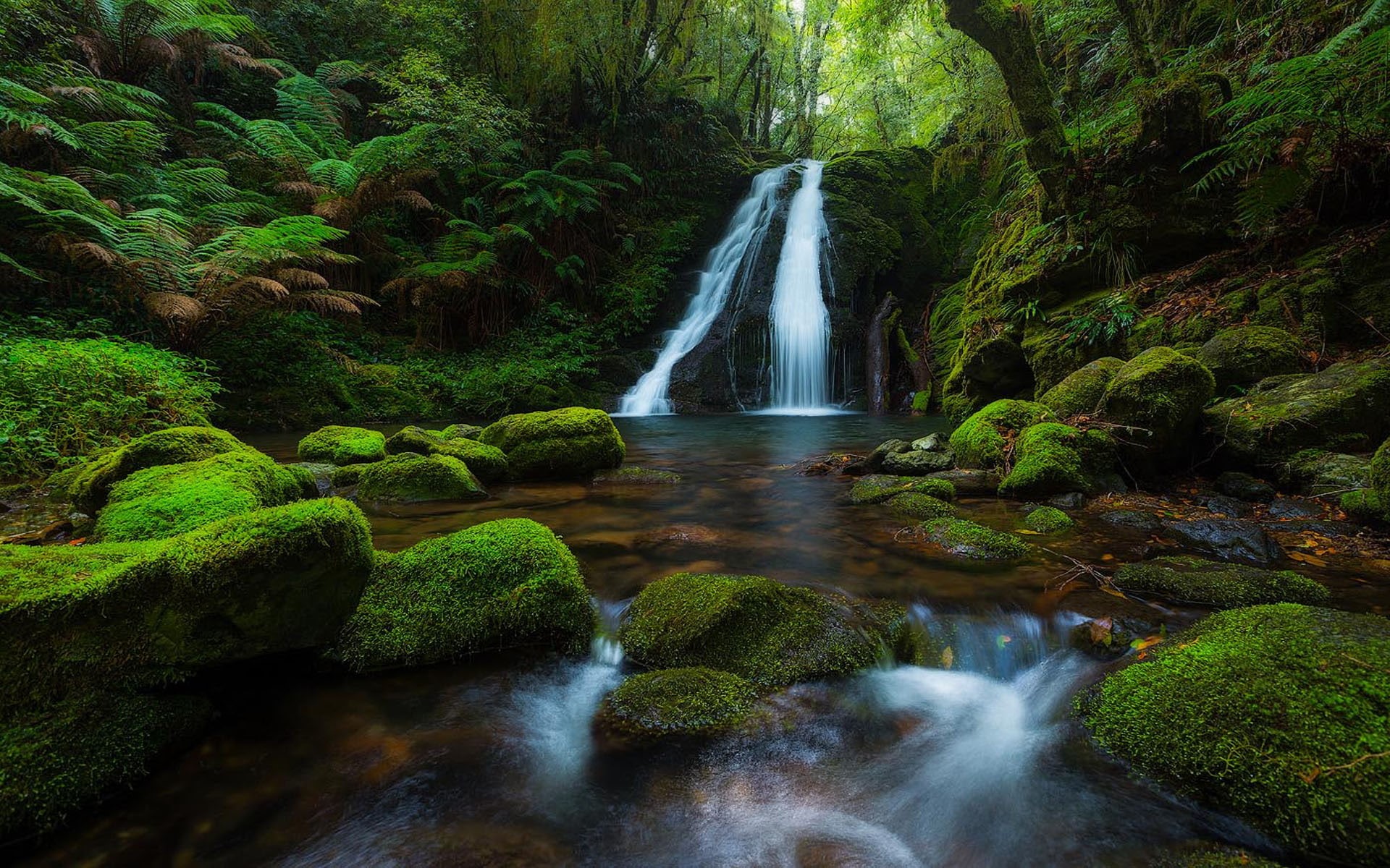 rocks, park, waterfall, fores, moss, national, hd, green, australia, rainforest, new, england, k, ultra, 1080P, tree, HD Wallpaper