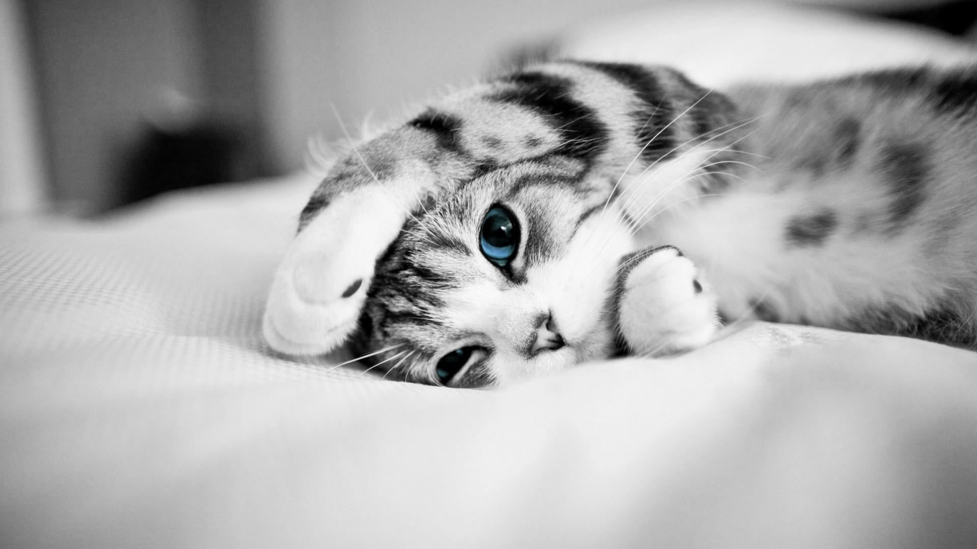 young animal, kitten, cat, animal eye, small, no people, whisker, cute, 1080P, indoors, animal head, animal, furniture, black and white, portrait, animals, HD Wallpaper