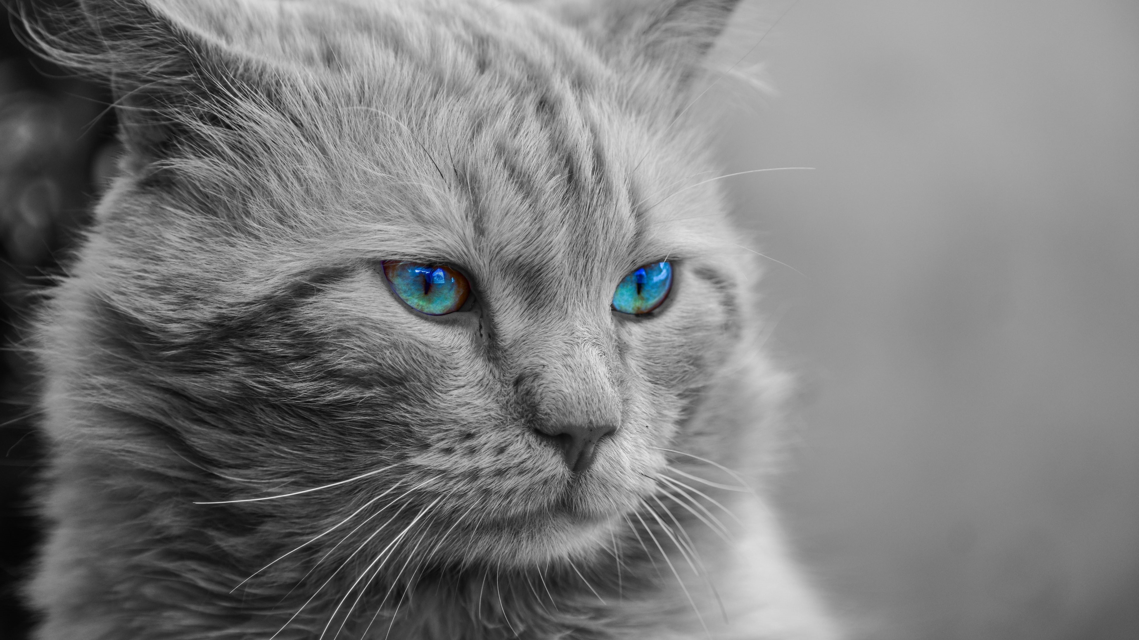 kitty, monochrome photography, snout, photography, eyes, 4K, nose, kitten, whiskers, blue eyes, close up, black and white, cat, portrait, blue eye, eye, HD Wallpaper